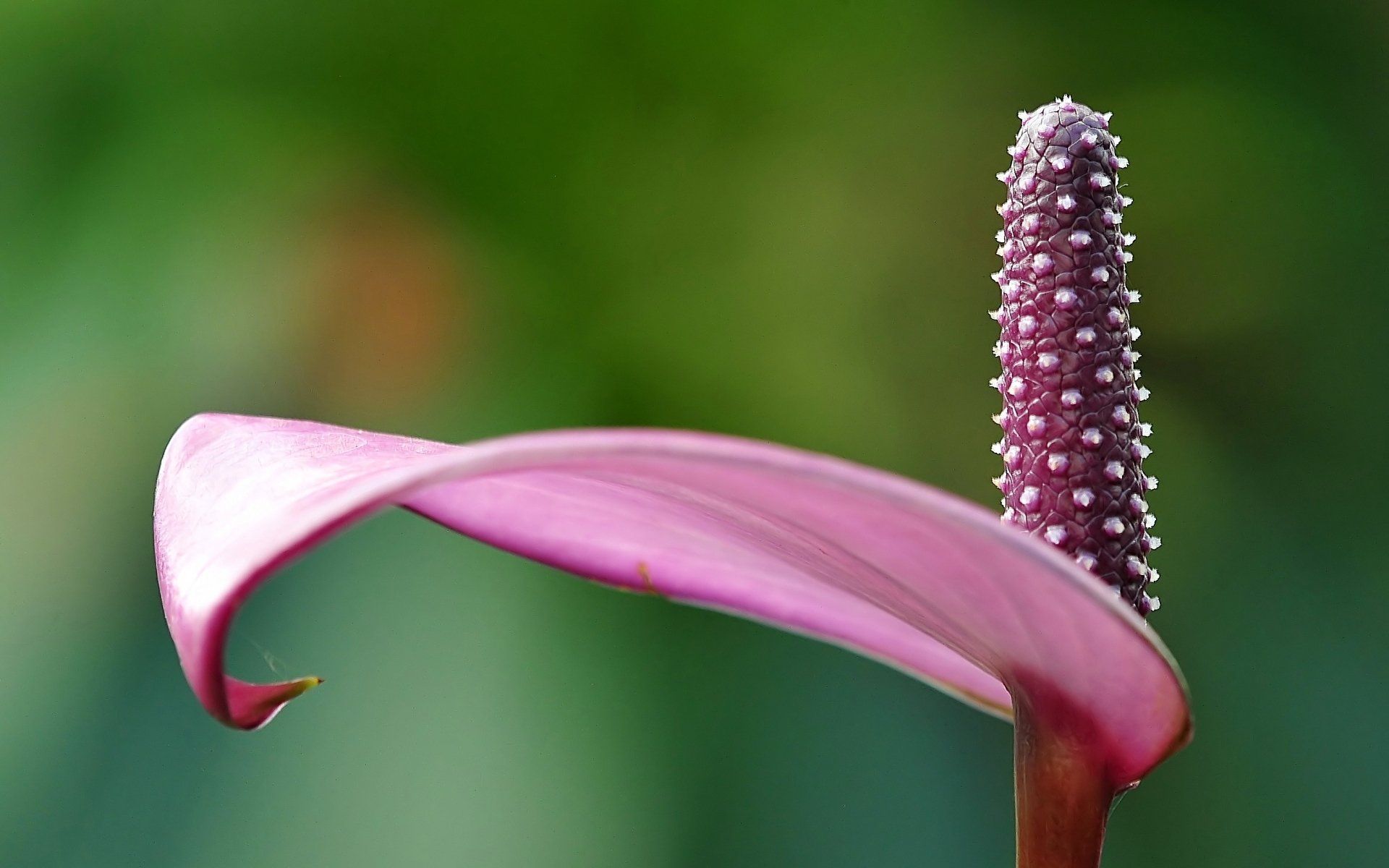 1920x1200 Nature Anthurium HD Wallpaper