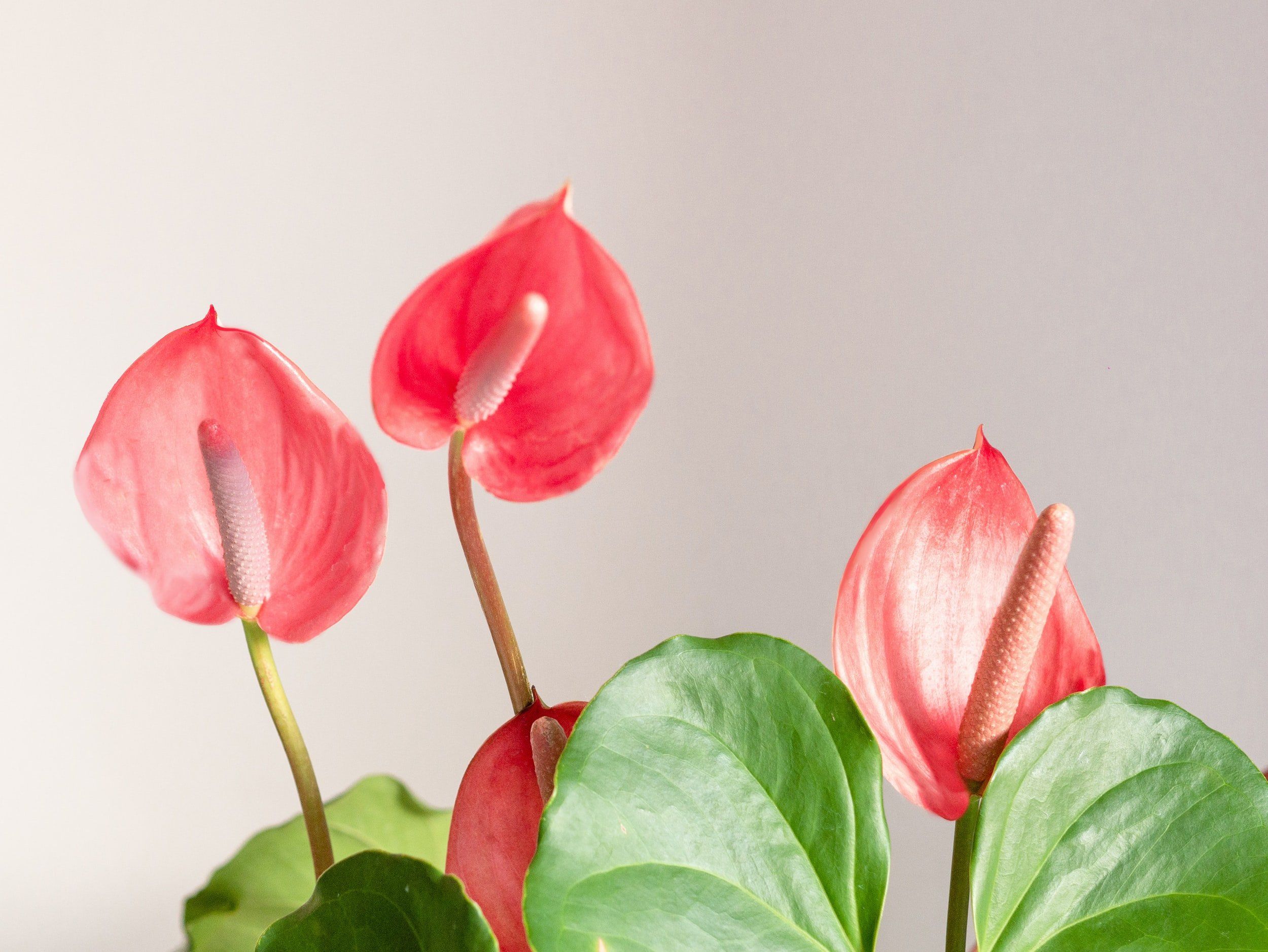 Anthurium Wallpapers - Top Free Anthurium Backgrounds - WallpaperAccess