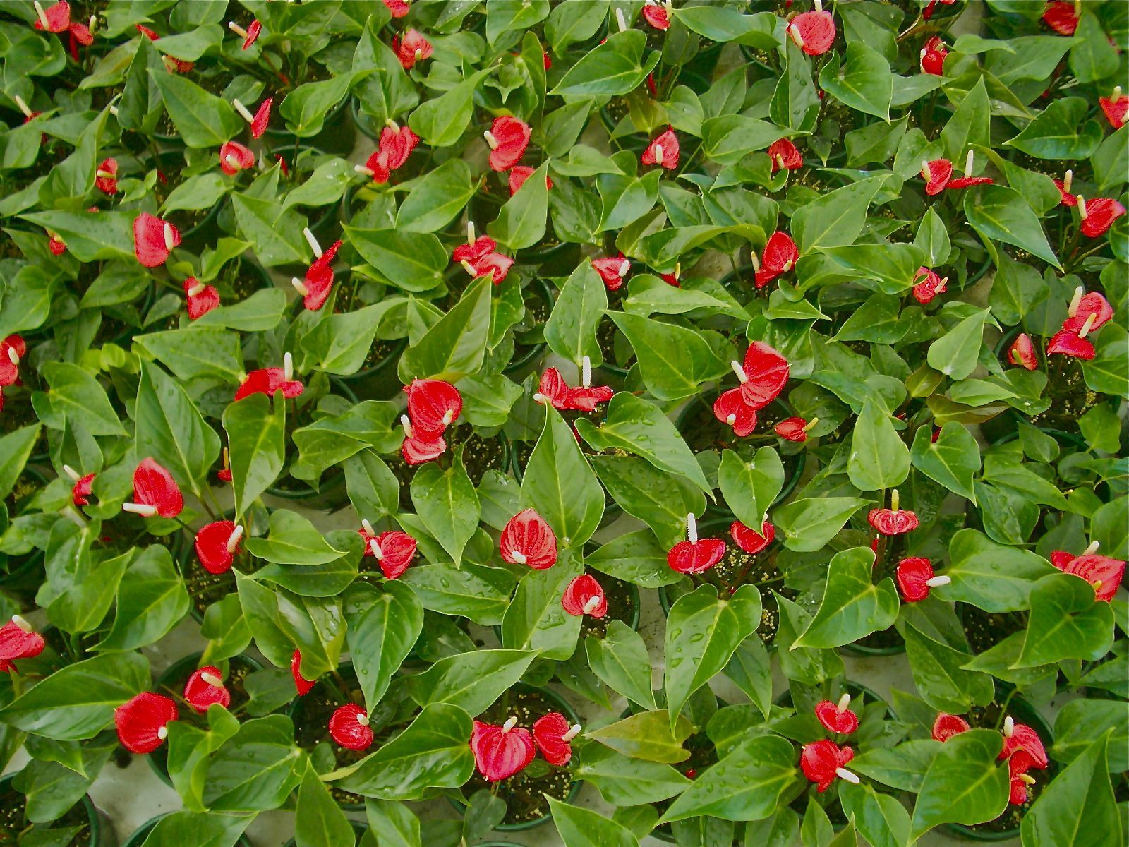 1600x1200 Anthurium Wallpaper