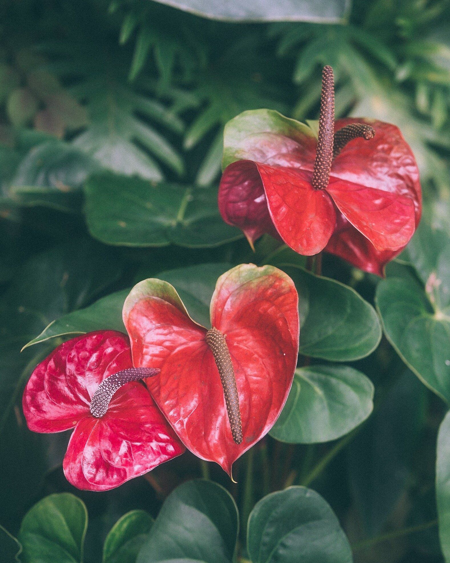 Anthurium Wallpapers - Top Free Anthurium Backgrounds - WallpaperAccess