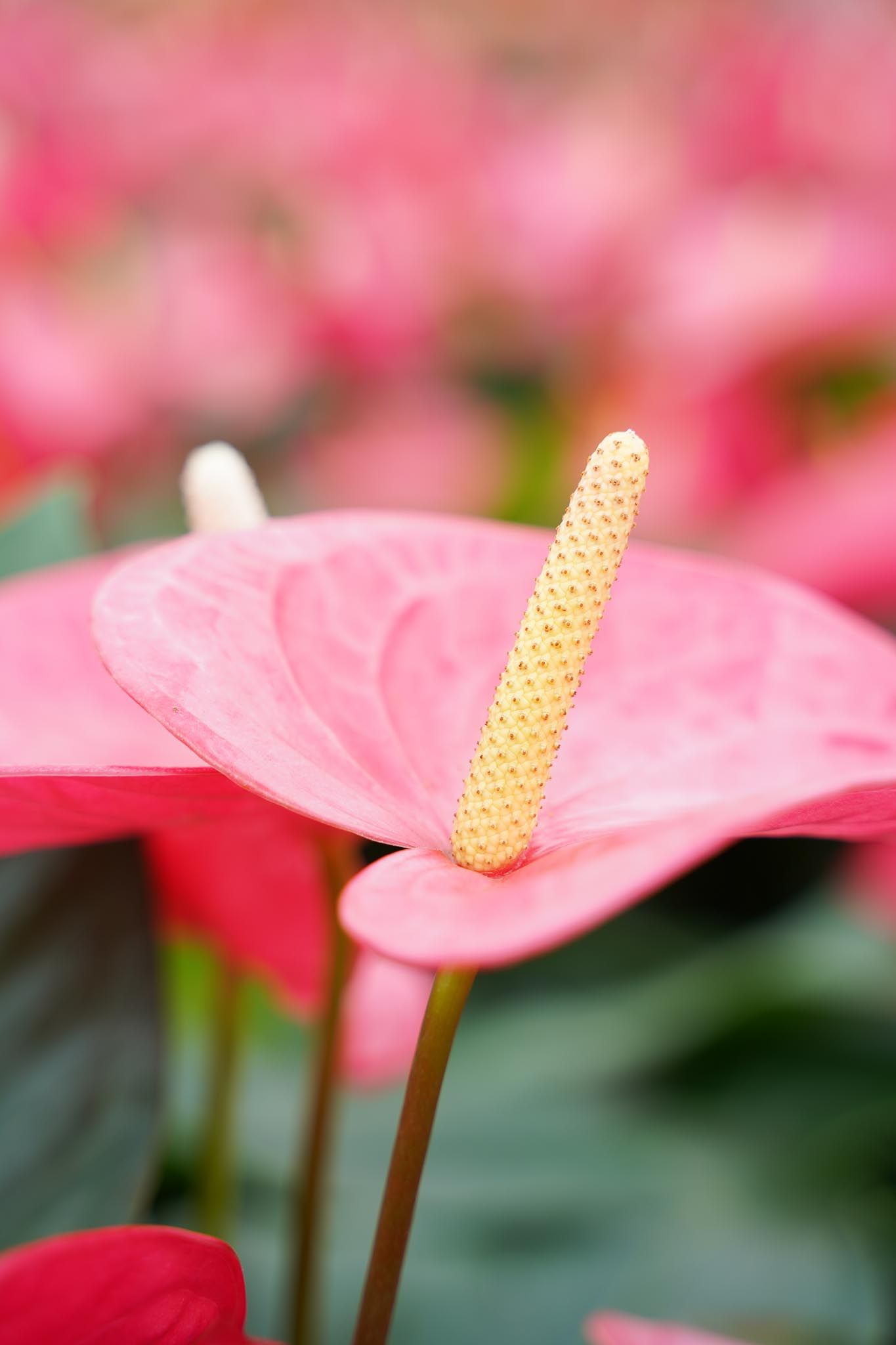 1365x2048 Anthurium (Flamingo Plant) care