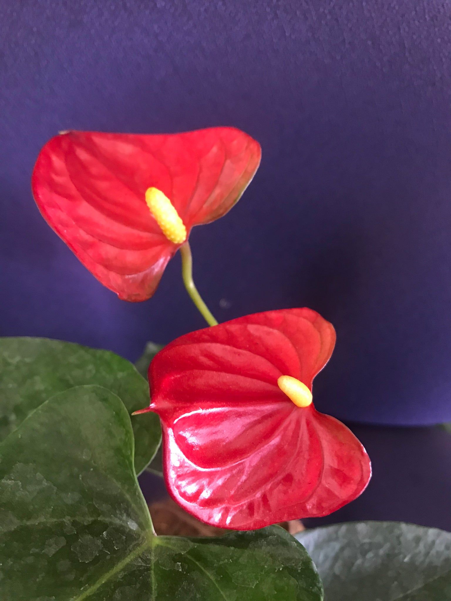 Anthurium Wallpapers - Top Free Anthurium Backgrounds - WallpaperAccess