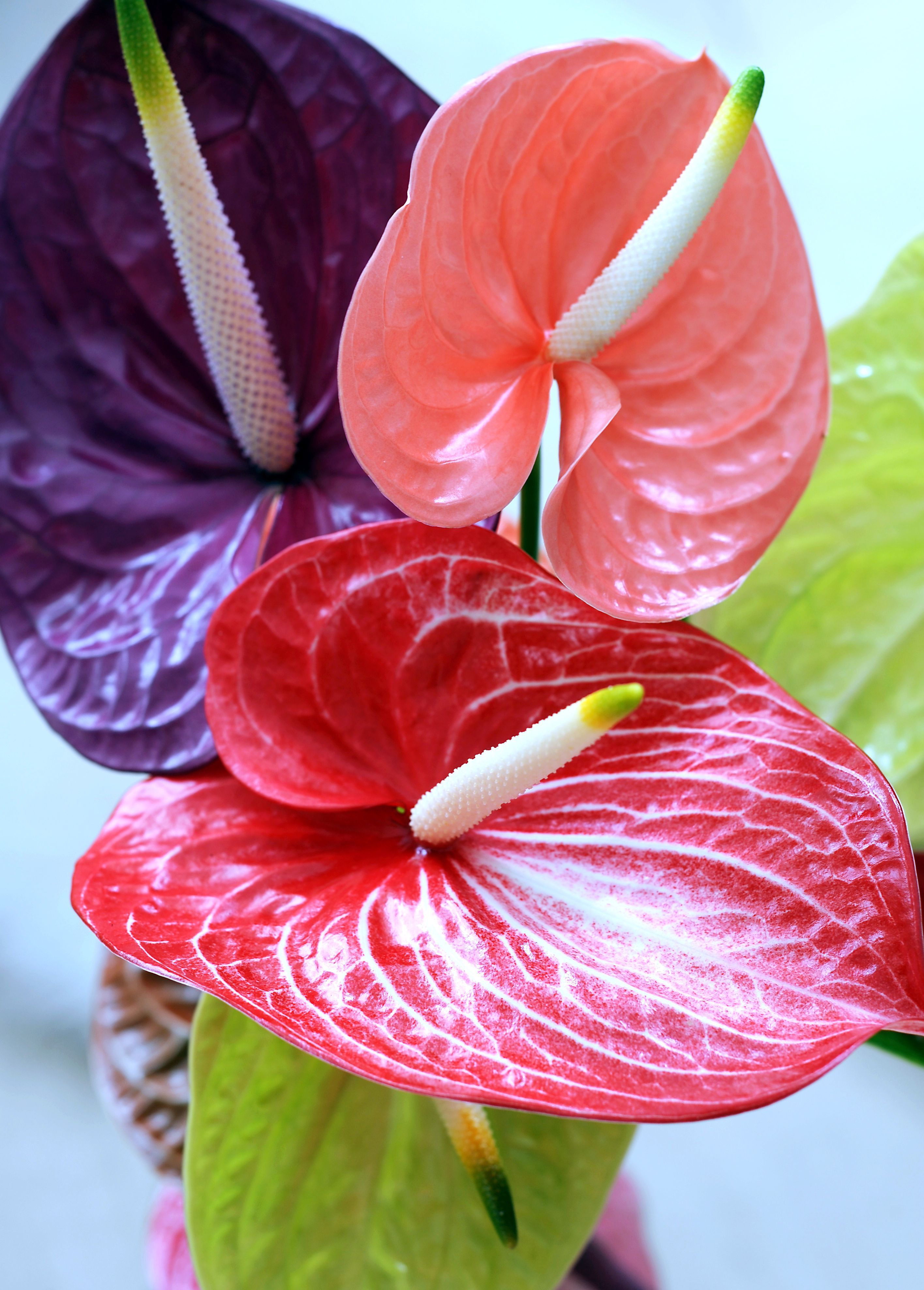 2832x3952 Anthurium Hydrangea Wallpaper