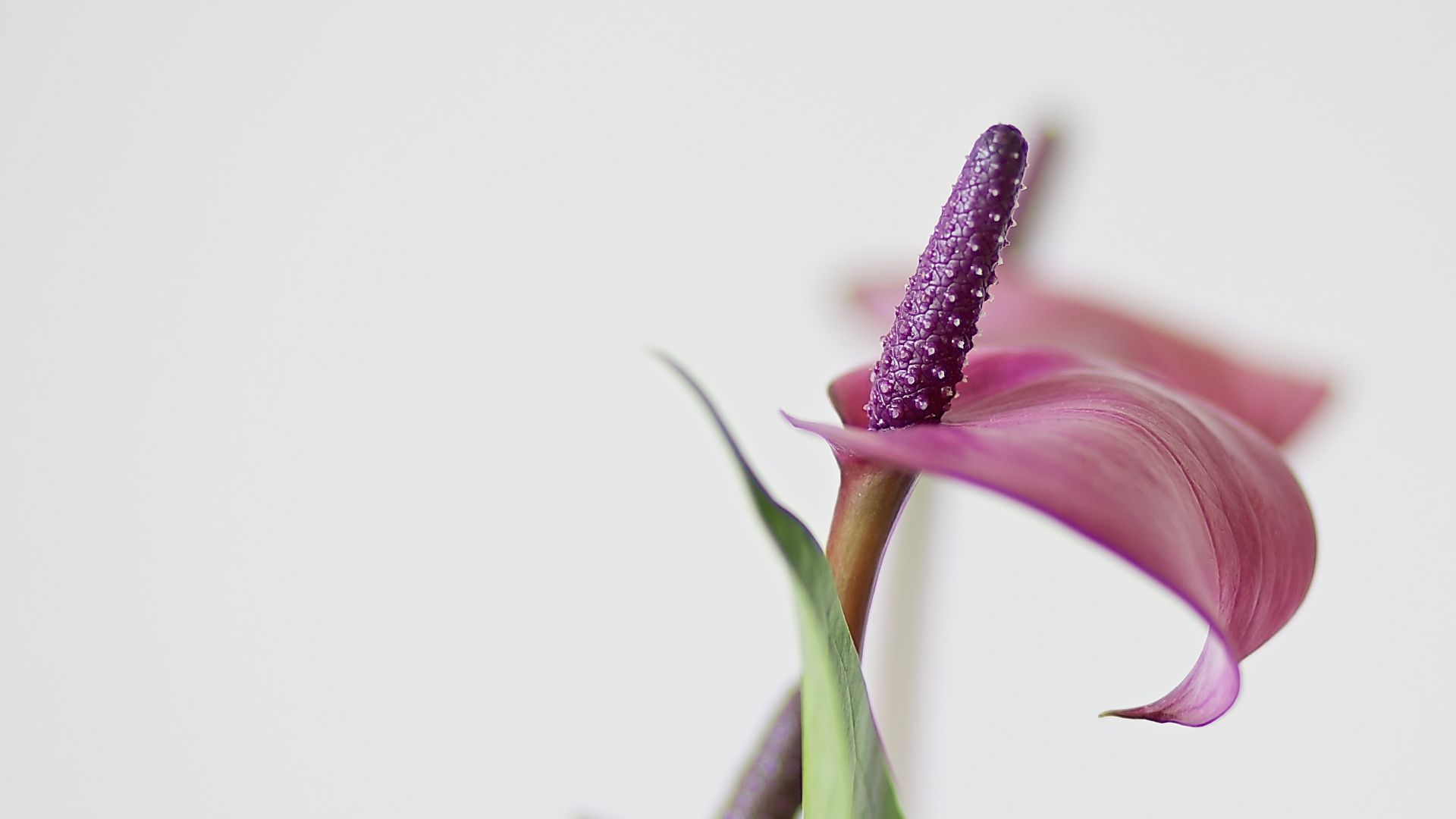 1920x1080 Nature Anthurium HD Wallpaper