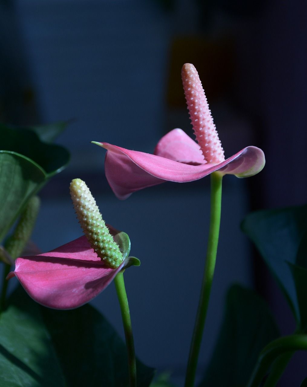 Anthurium Wallpapers - Top Free Anthurium Backgrounds - WallpaperAccess
