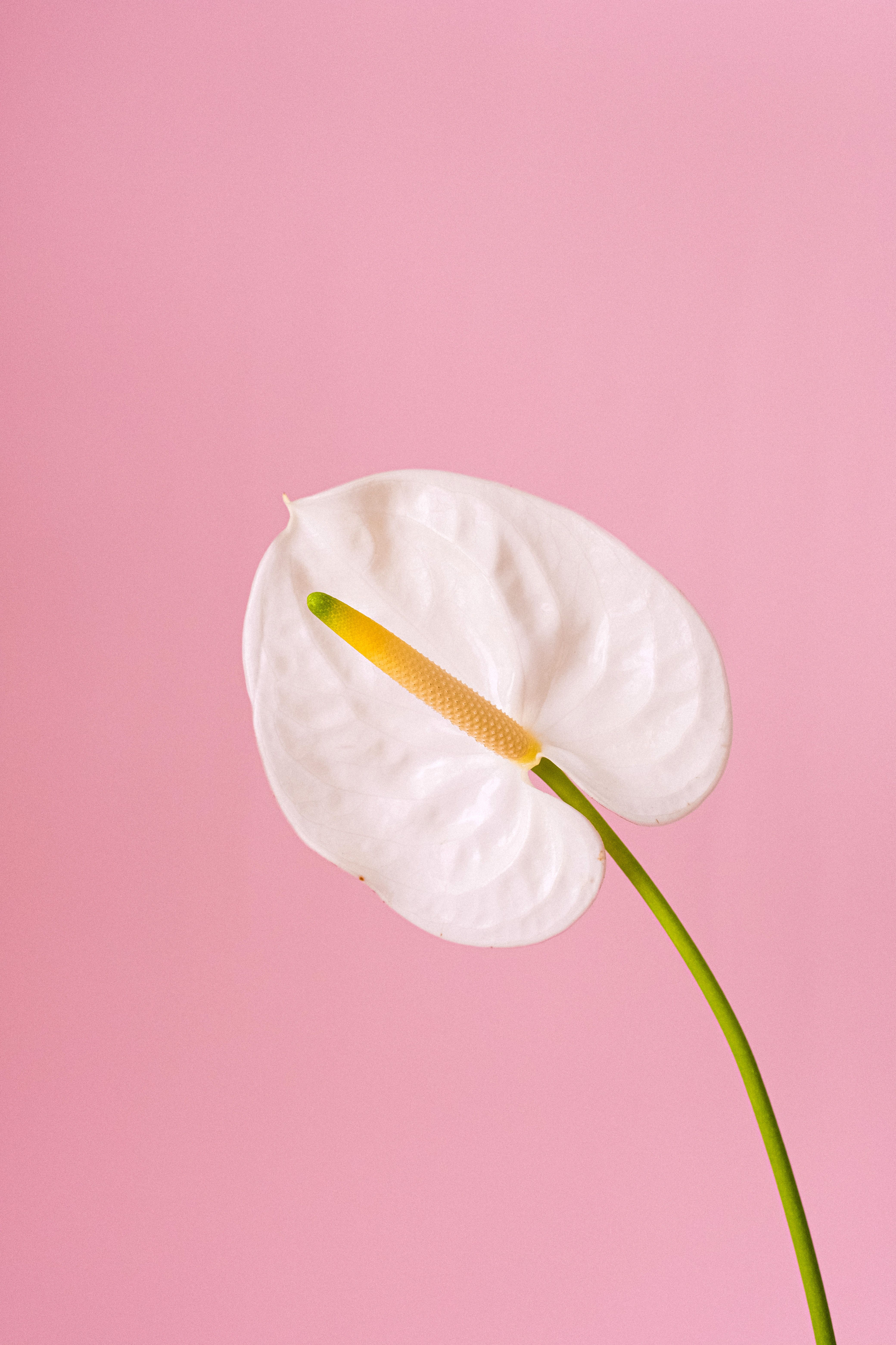 4160x6240 Anthurium Photo, Download The BEST Free Anthurium & HD Image