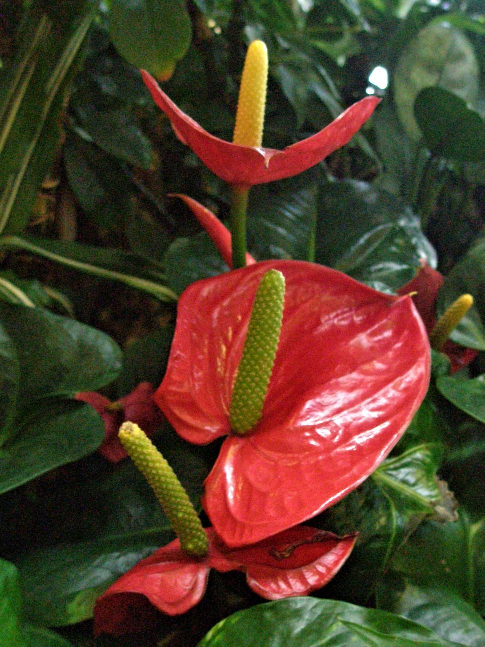Anthurium Wallpapers - Top Free Anthurium Backgrounds - WallpaperAccess