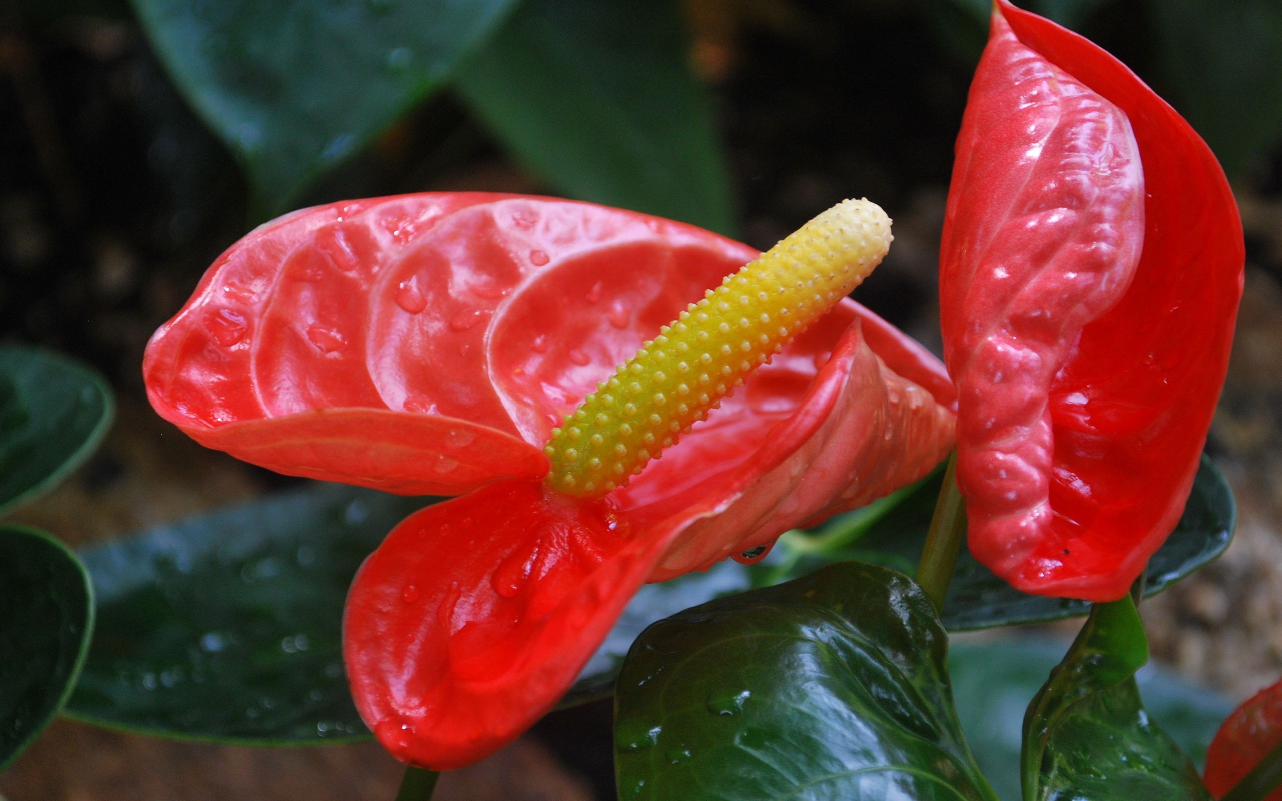 2560x1600 Anthurium HD Wallpaper and Background