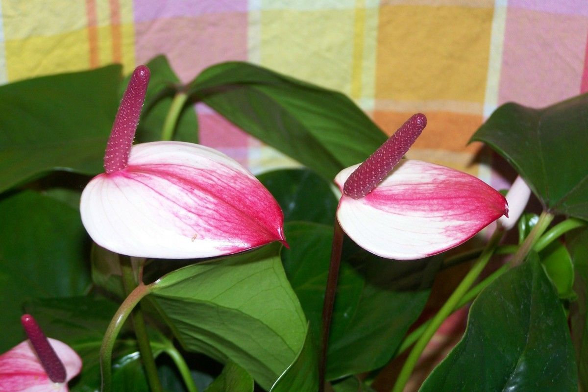 1200x800 Anthurium: Sensational Flower With a Heart