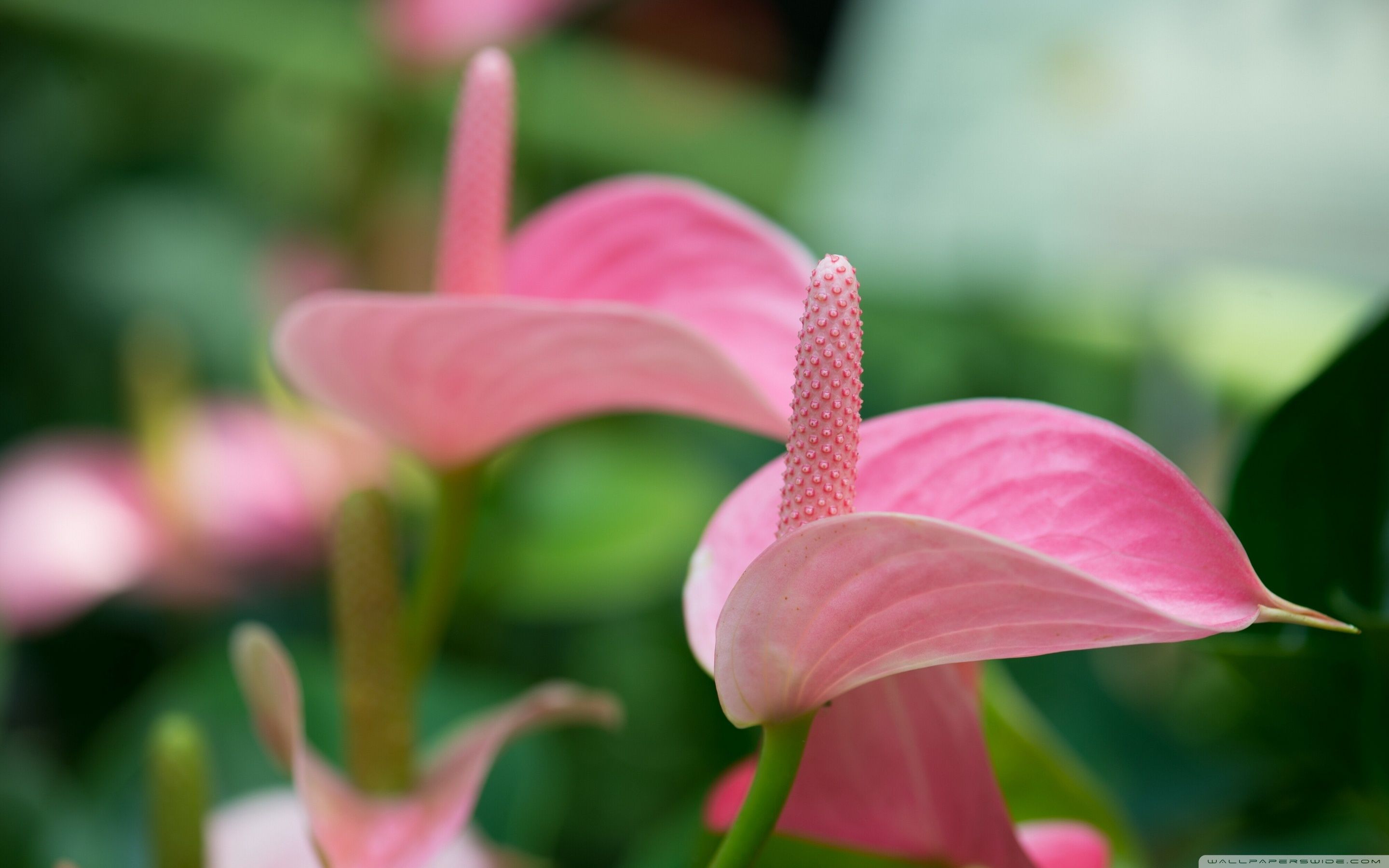 2880x1800 Pink Anthurium Ultra HD Desktop Background Wallpaper for 4K UHD TV : Multi Display, Dual Monitor : Tablet
