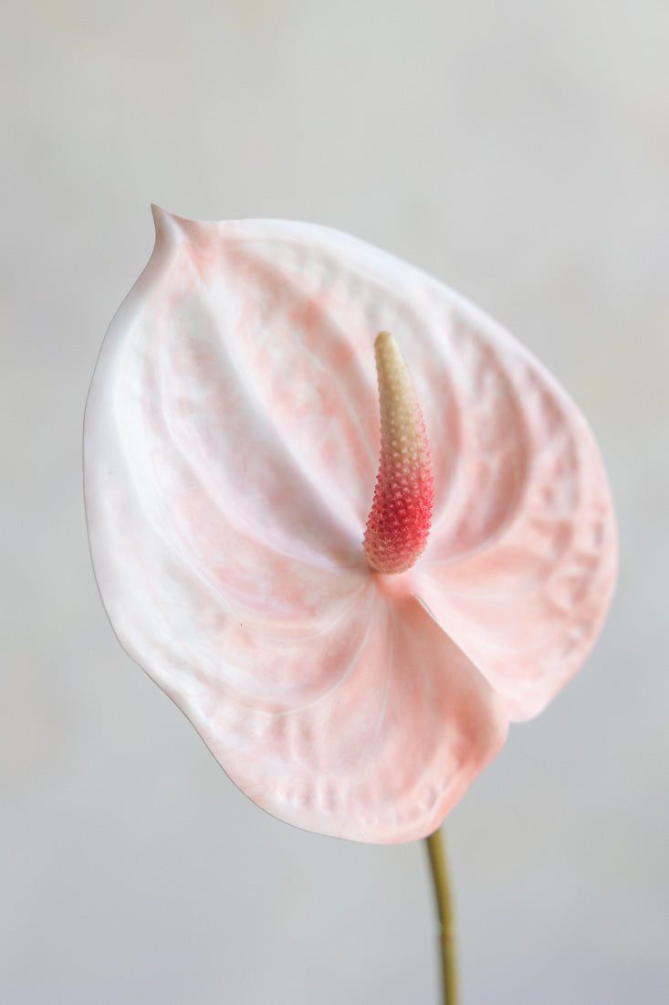 Anthurium Wallpapers - Top Free Anthurium Backgrounds - WallpaperAccess