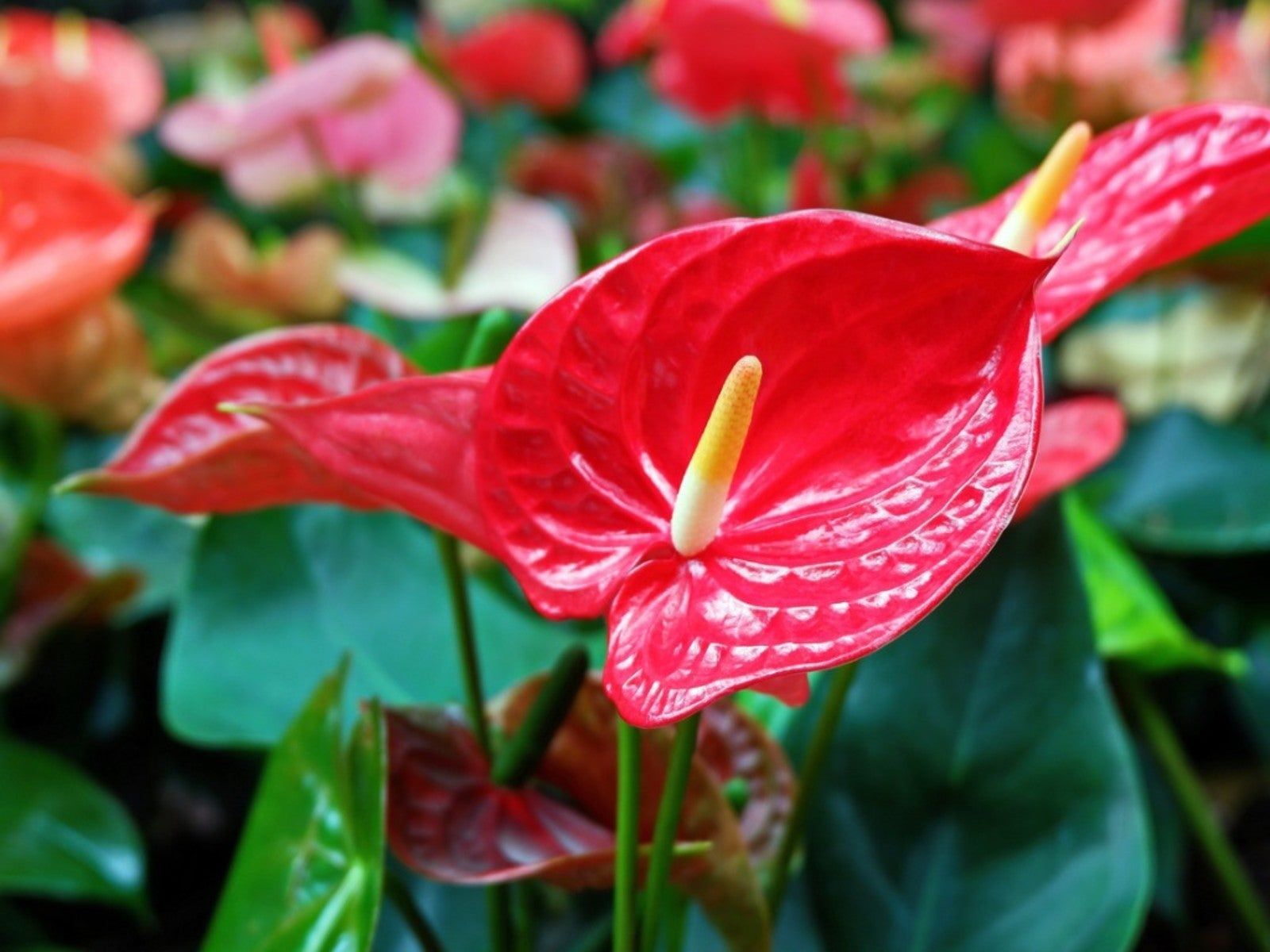1600x1200 Tips & Information about Anthuriums Know How