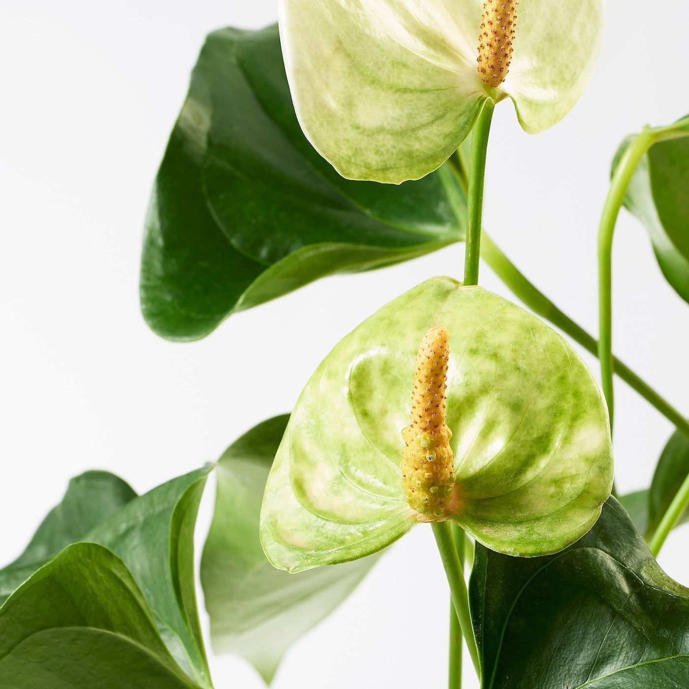 1400x1400 ANTHURIUM Potted plant, Flamingo plant assorted colors, 4