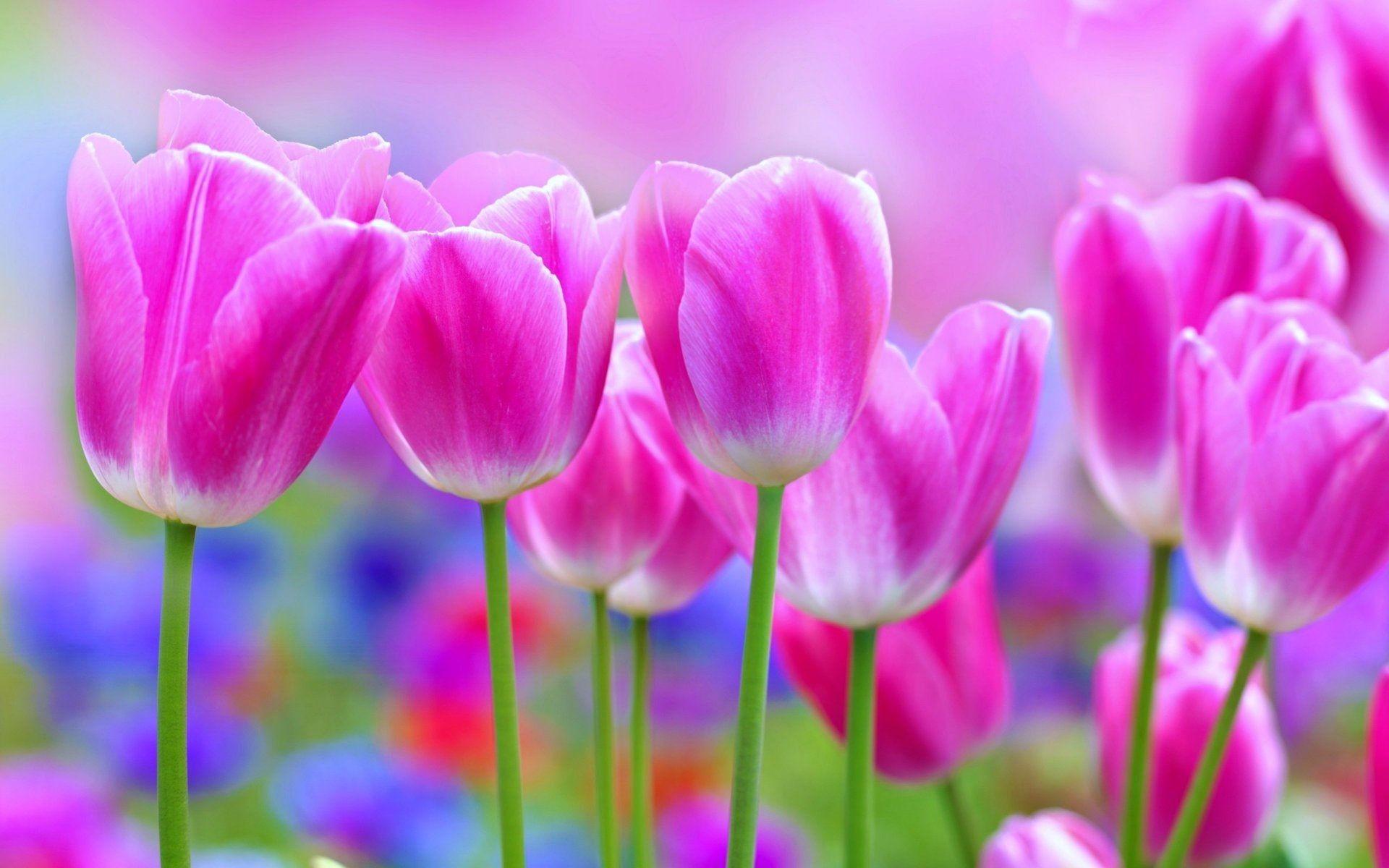 1920x1200 Pink Flower Desktop Wallpaper background picture