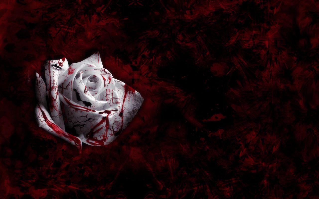 Blood Rose Wallpapers - Top Free Blood Rose Backgrounds - WallpaperAccess