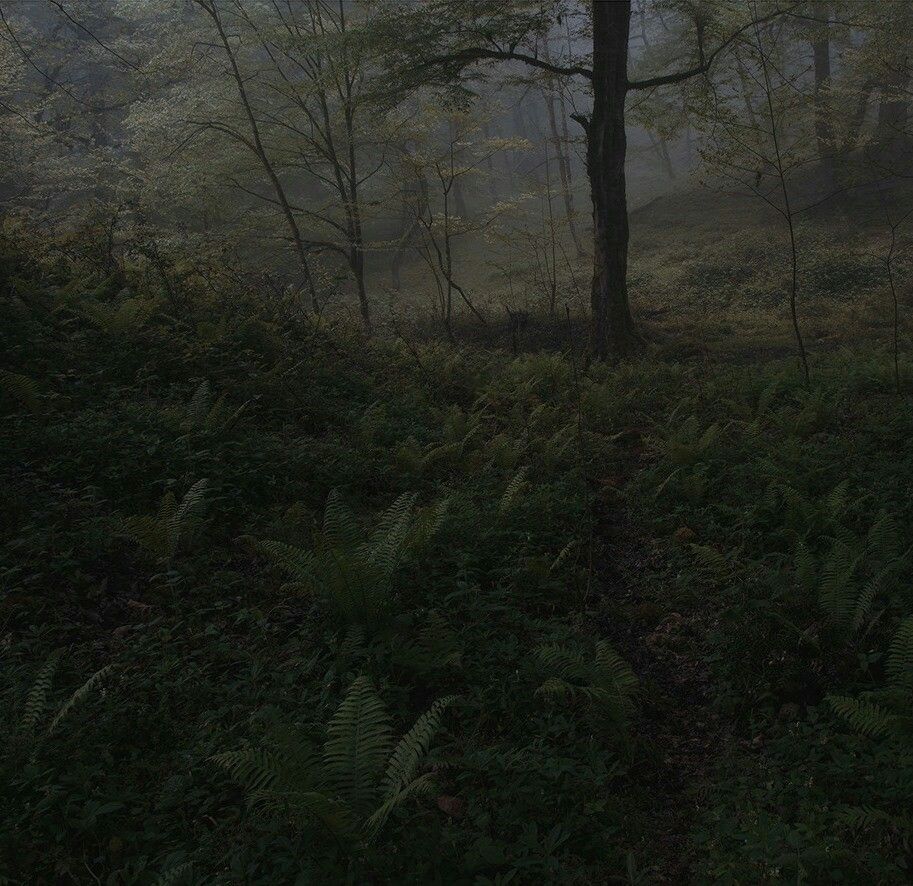 913x886 Dark cottagecore ideas. dark cottagecore, dark, dark naturalism