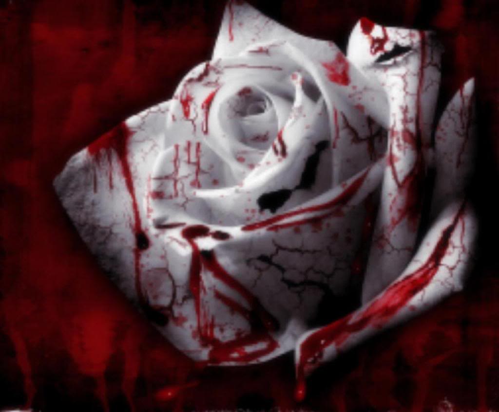 1024x847 Picture Of Bloody Rose Wallpaper #rock Cafe