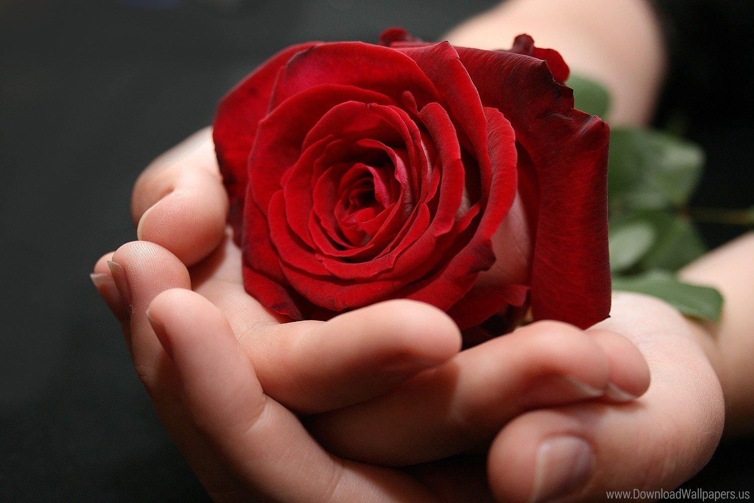 Подарю тебе розу слова. Цветы в мужских руках. Цветок на руку.. Цветы в ладонях.