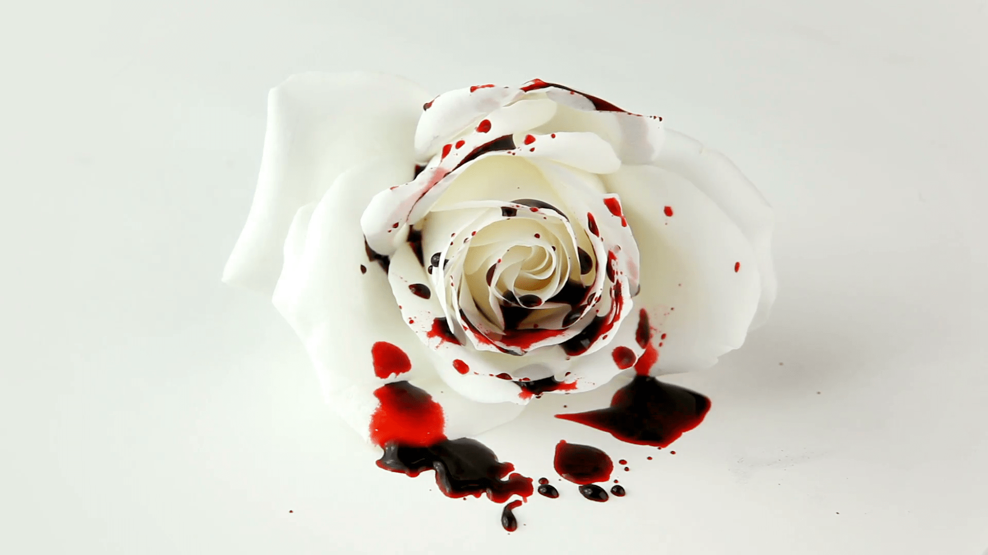 1920x1080 White Blood Rose Wallpaper