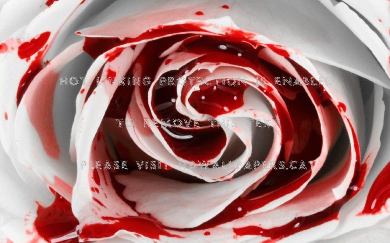 1280x800 bloody rose red love flower white abstract