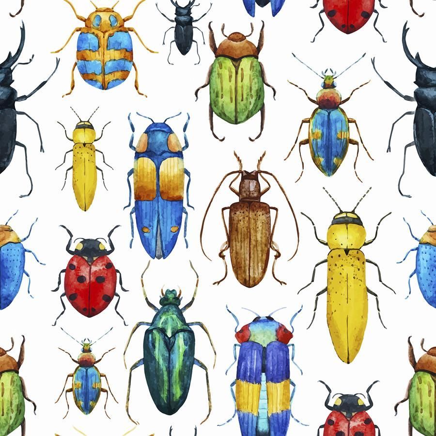 Entomology Wallpapers - Top Free Entomology Backgrounds - WallpaperAccess