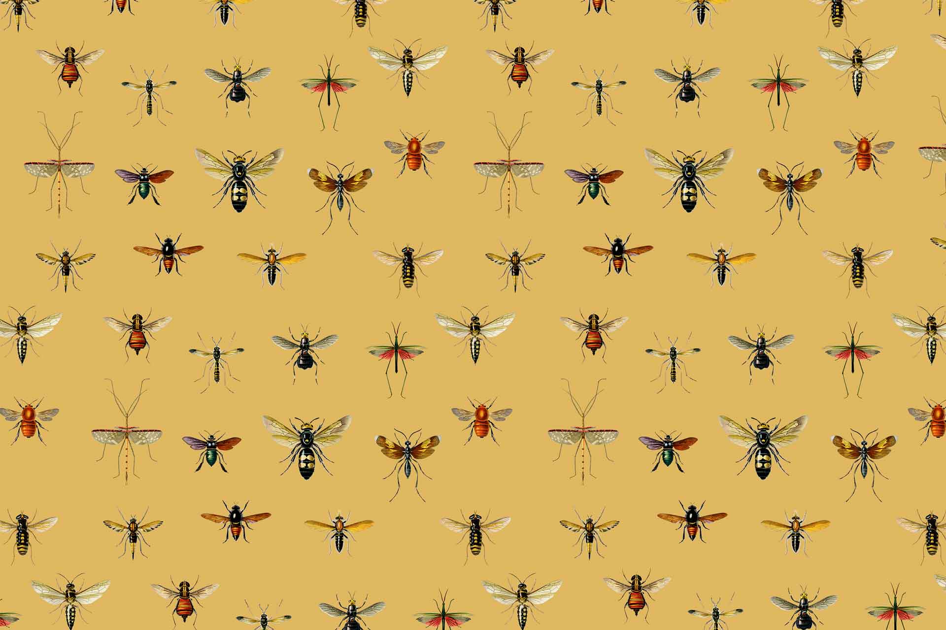 Entomology Wallpapers - Top Free Entomology Backgrounds - WallpaperAccess