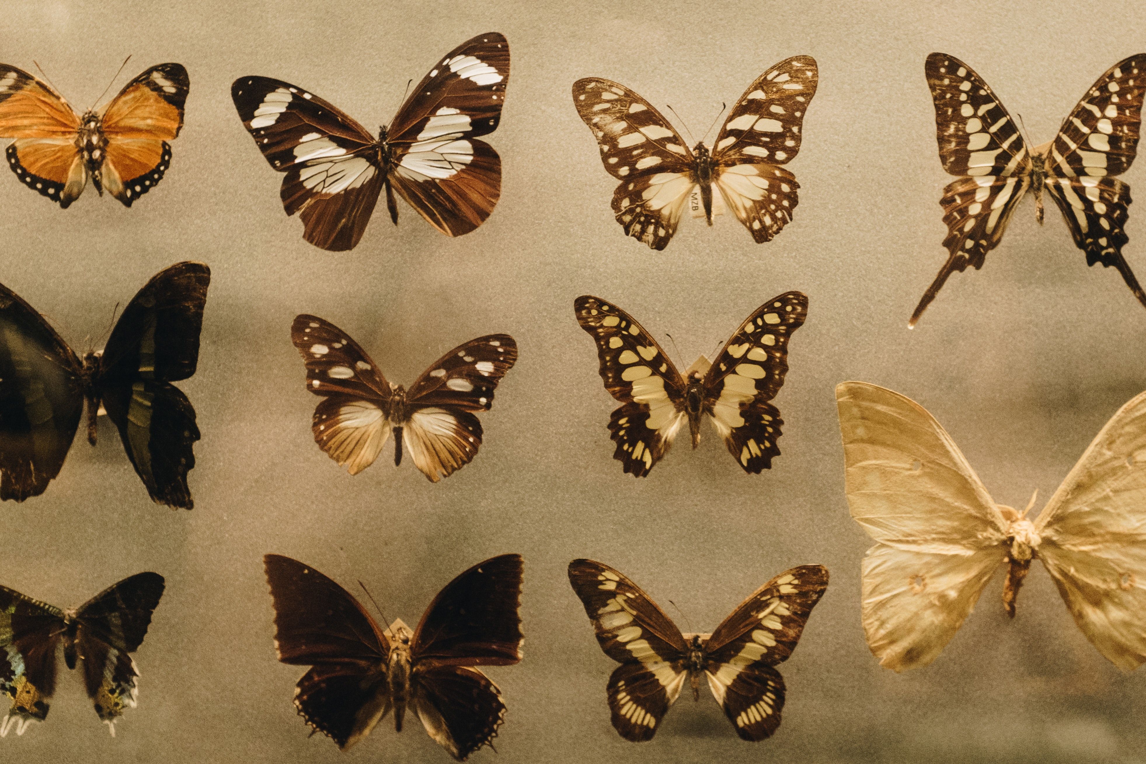 3926x2617 Entomology Photo, Download The BEST Free Entomology & HD Image