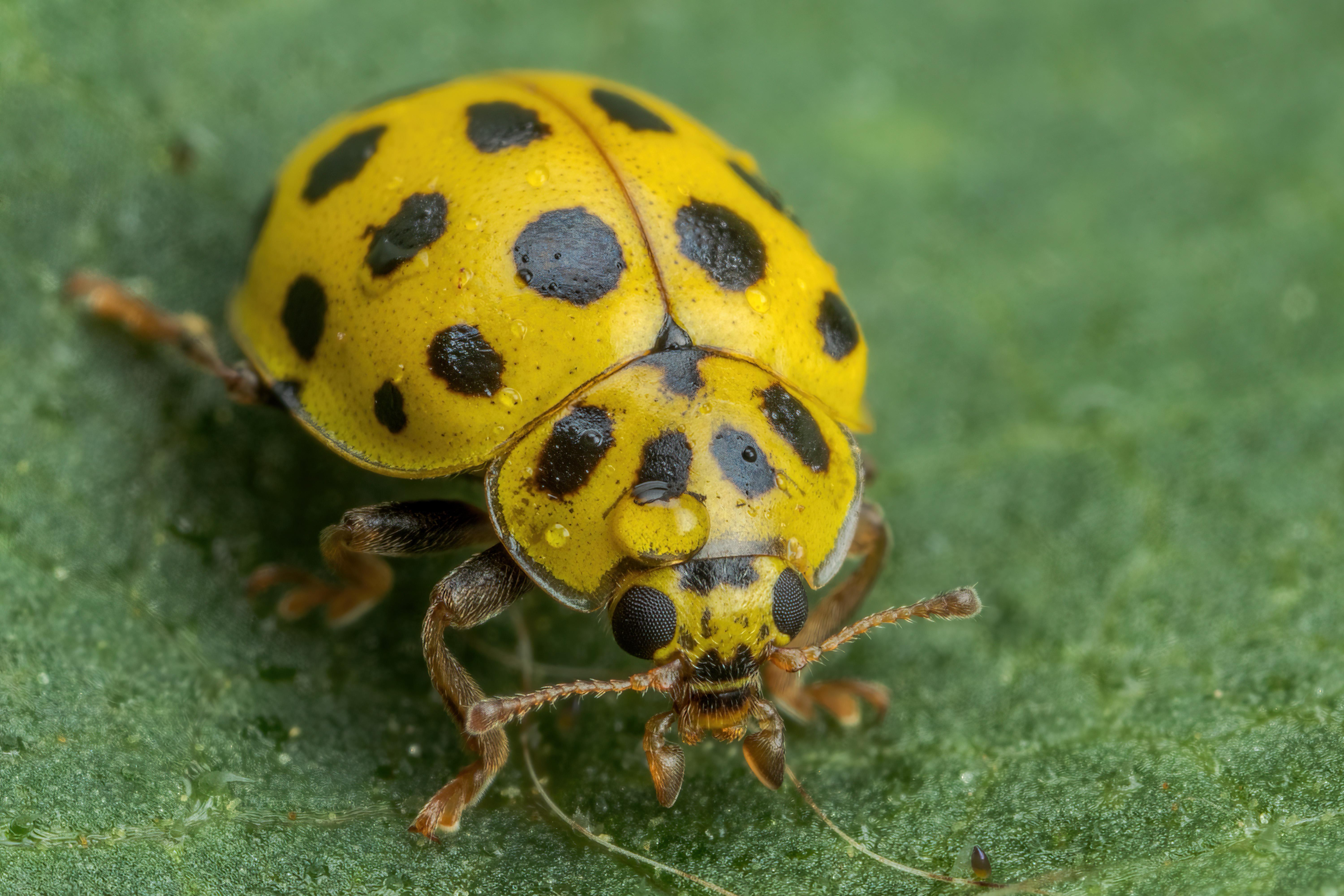6000x4000 Dew Covered 22 Spot Ladybug [OC]