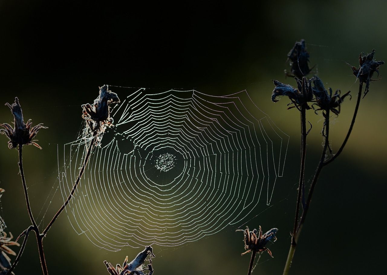 1280x910 Spider Web Entomology Species