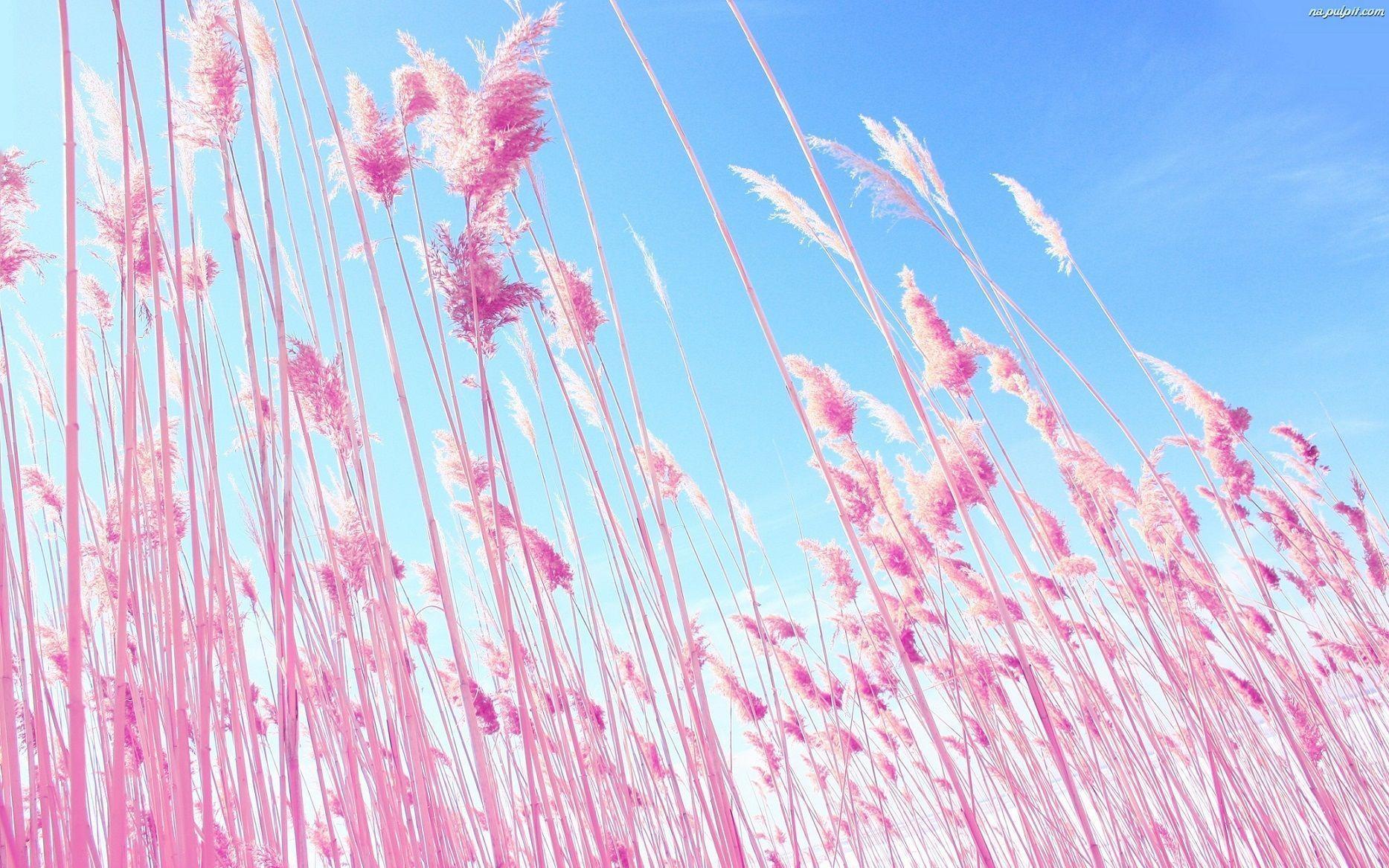 1867x1167 4k Desktop Background Pink