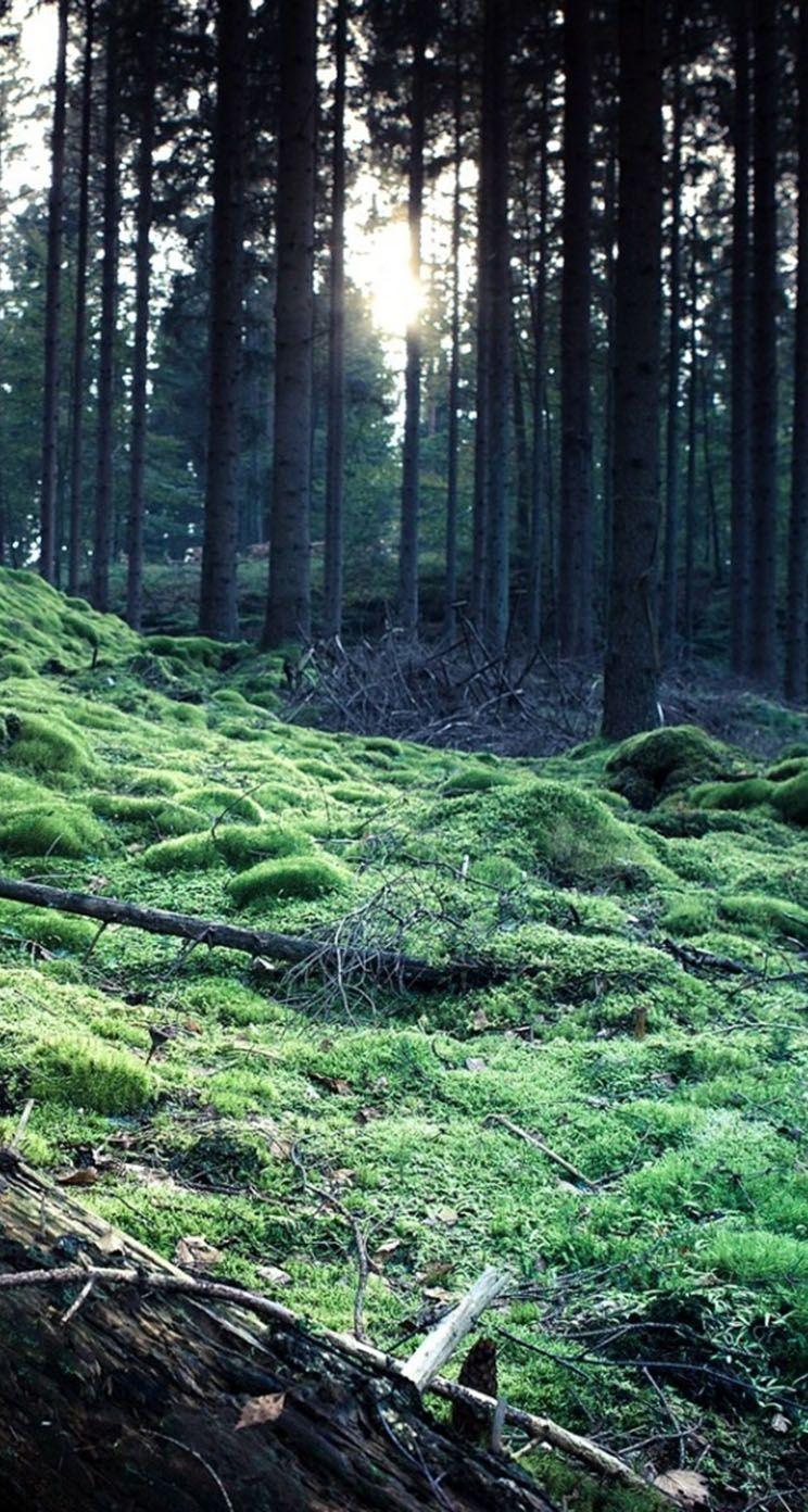 744x1392 The iPhone Wallpaper Forest Grass Fallen Bole