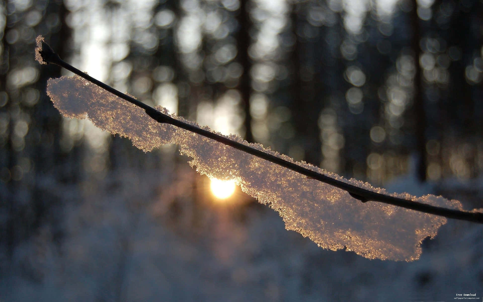 1920x1200 Download Cozy Winter Branch Snow Sunset Desktop Wallpaper