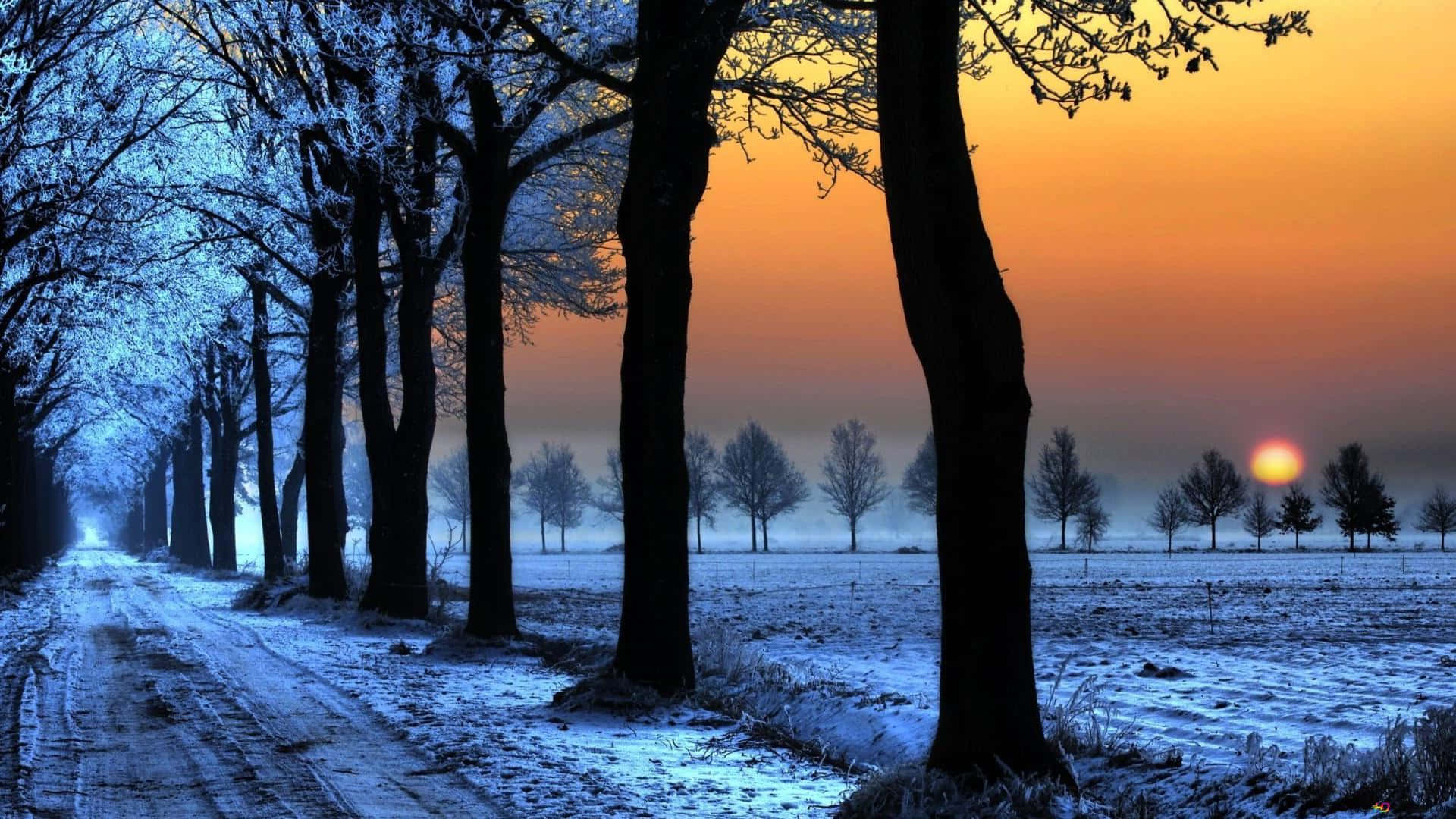 1920x1080 Download Warm Winter Sun Shining Through Snowy Forest Wallpaper