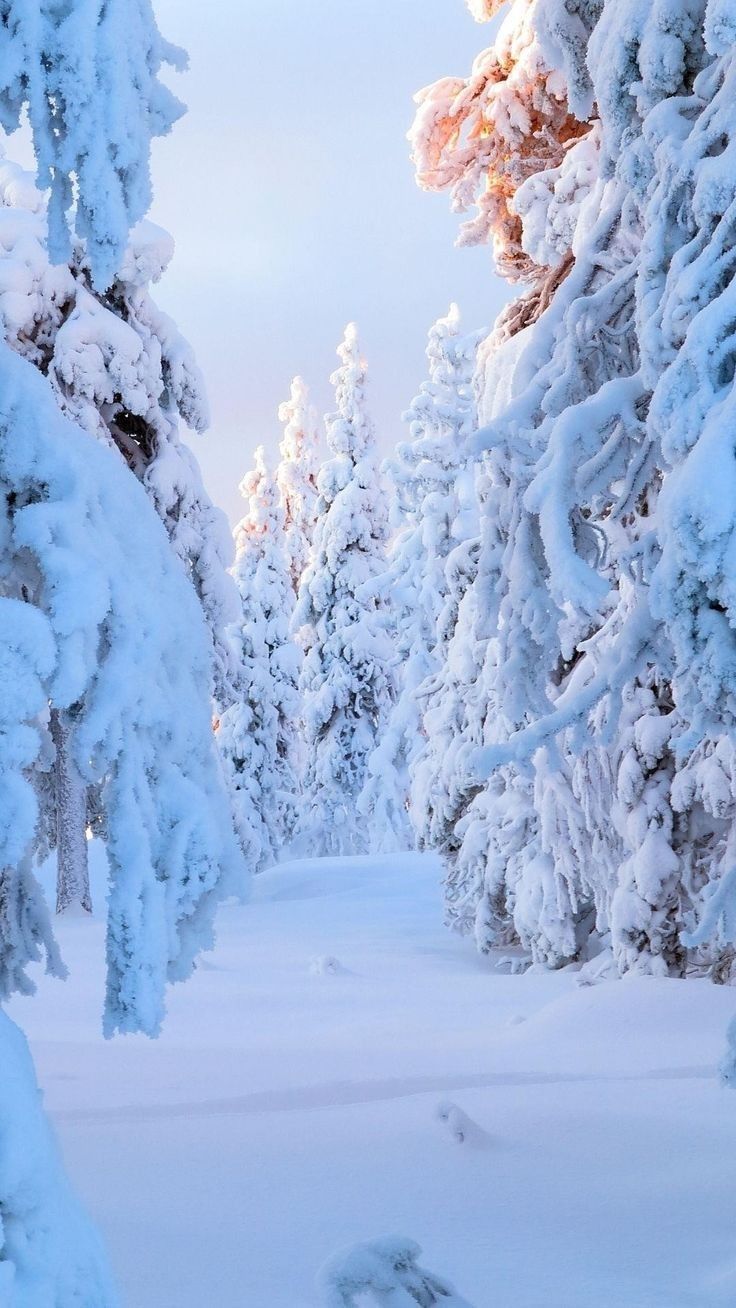 736x1308 Instagram feed ideas. Winter wallpaper, Winter scenery, Winter christmas scenes