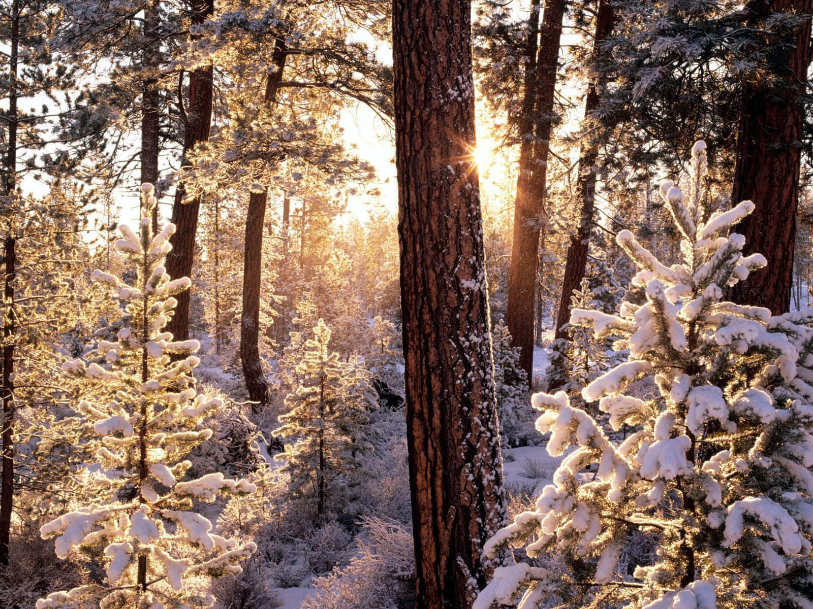 1600x1200 Download “Warm Up to Cozy Winter” Wallpaper