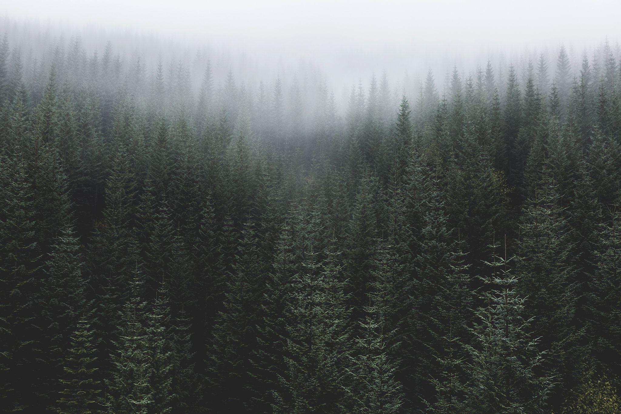 Темно хвойный. Еловый лес. Темный еловый лес. Туманный лес. Темные хвойные леса.