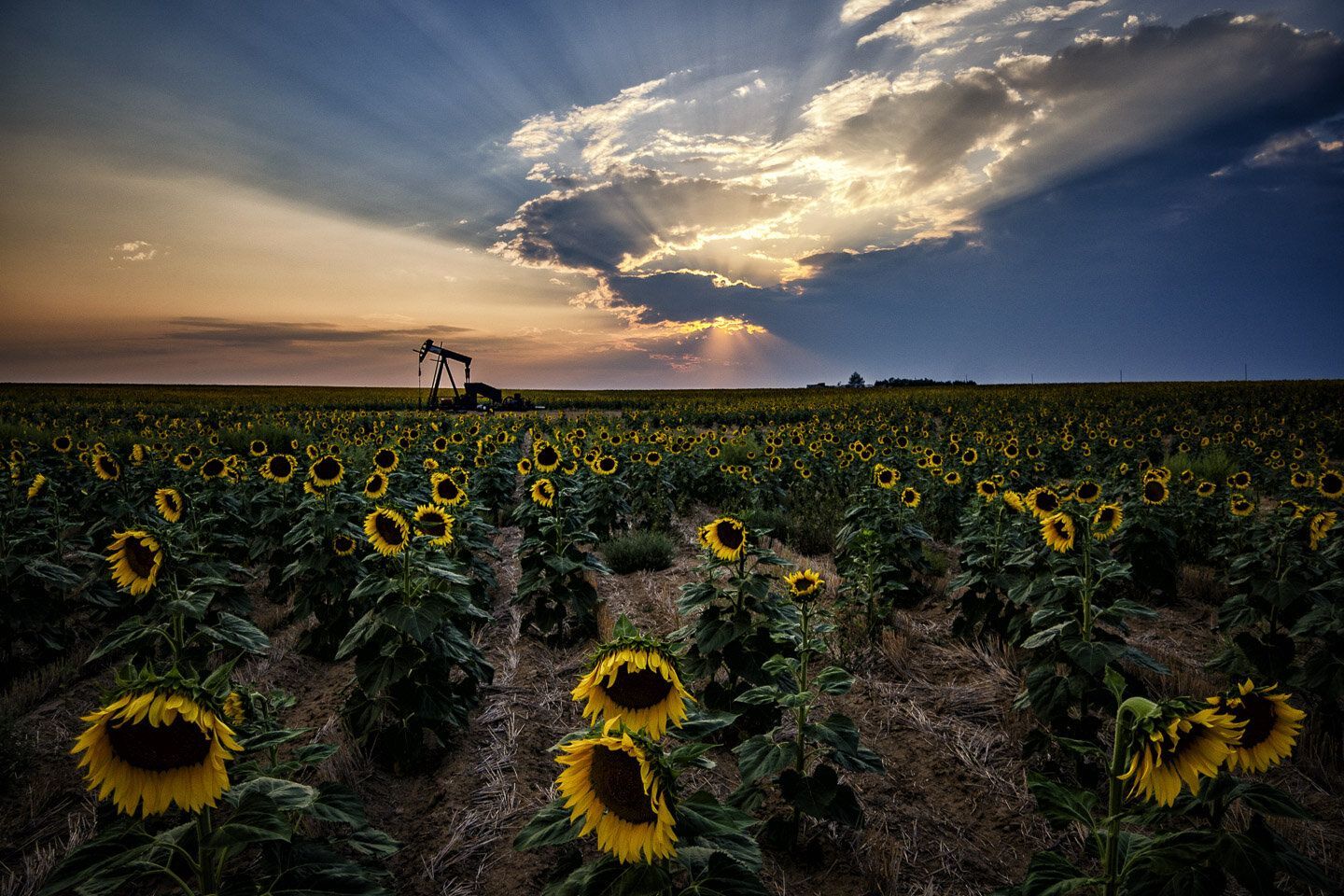 1440x960 Sunflower Oil