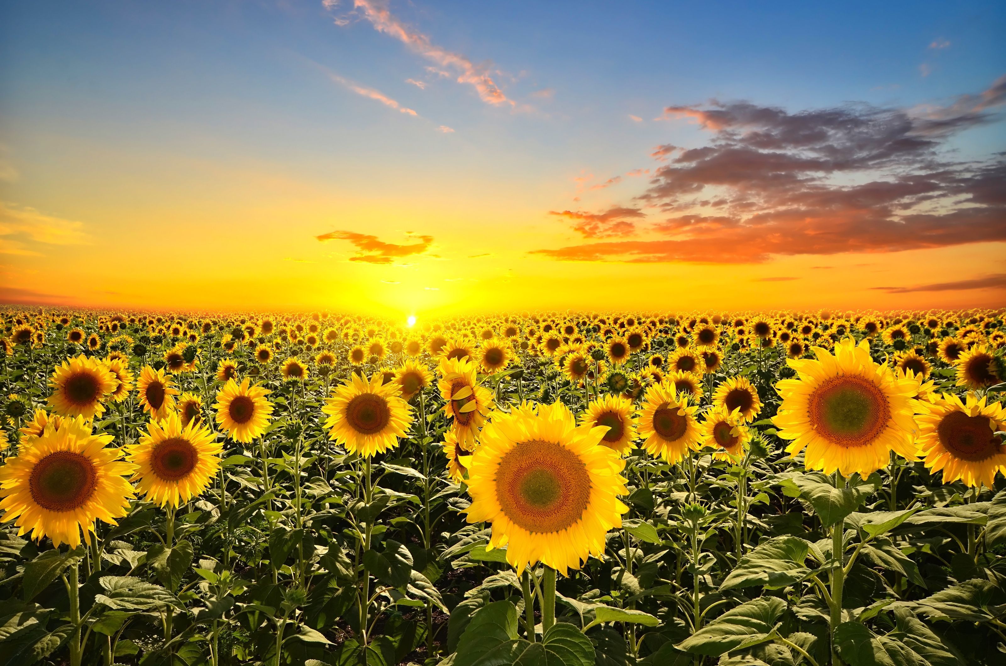 3200x2119 Sunflower Sunset Wall Mural Your Way