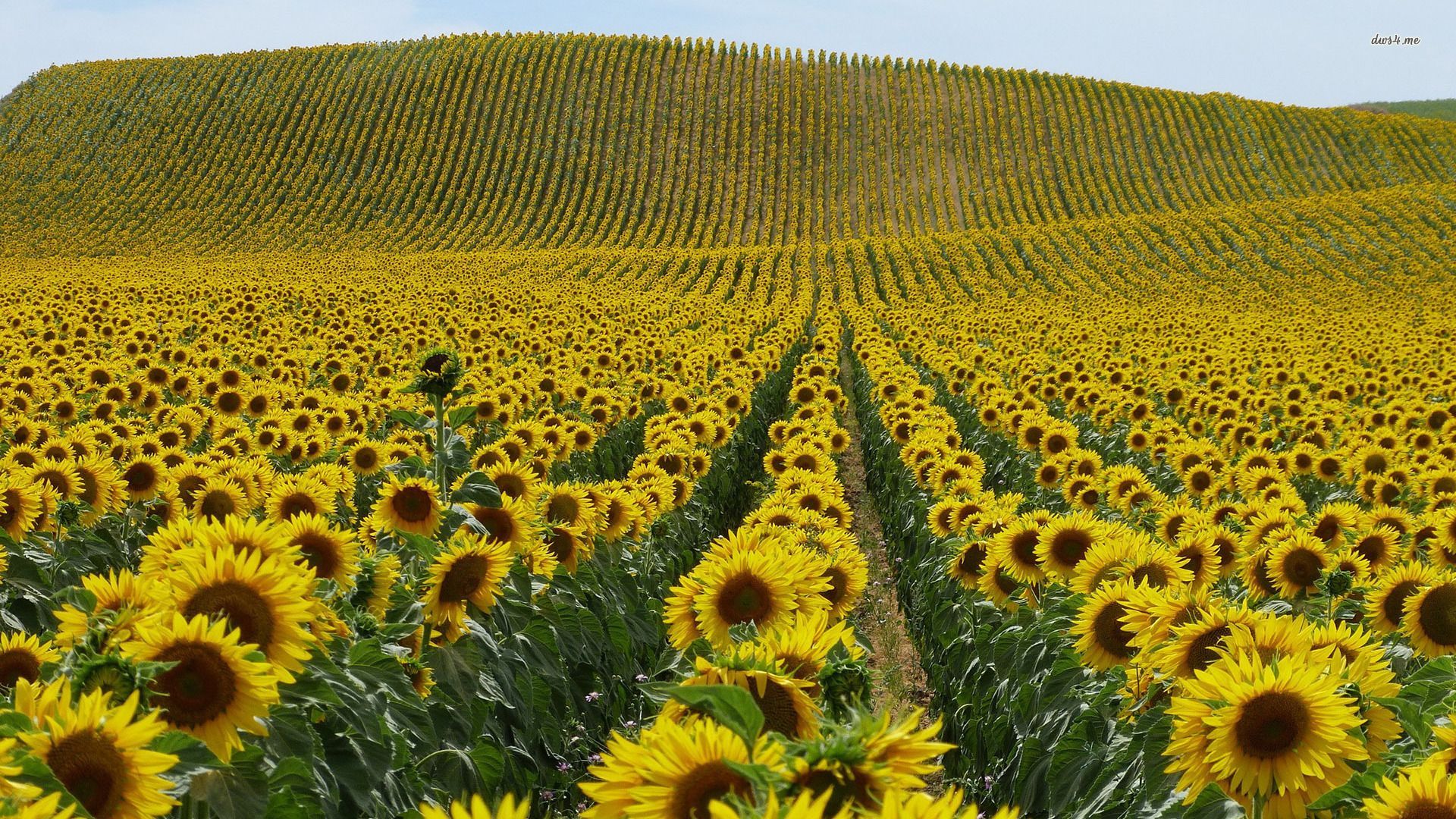 1920x1080 Ingredient Spotlight: Sunflower Oil in the Personal Care Sector