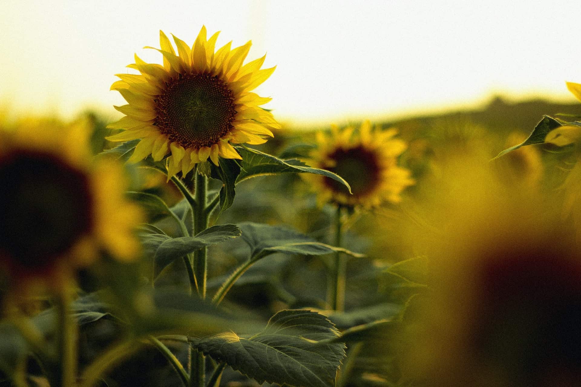 1920x1280 Sunflower Oil for Skin: Benefits and Uses