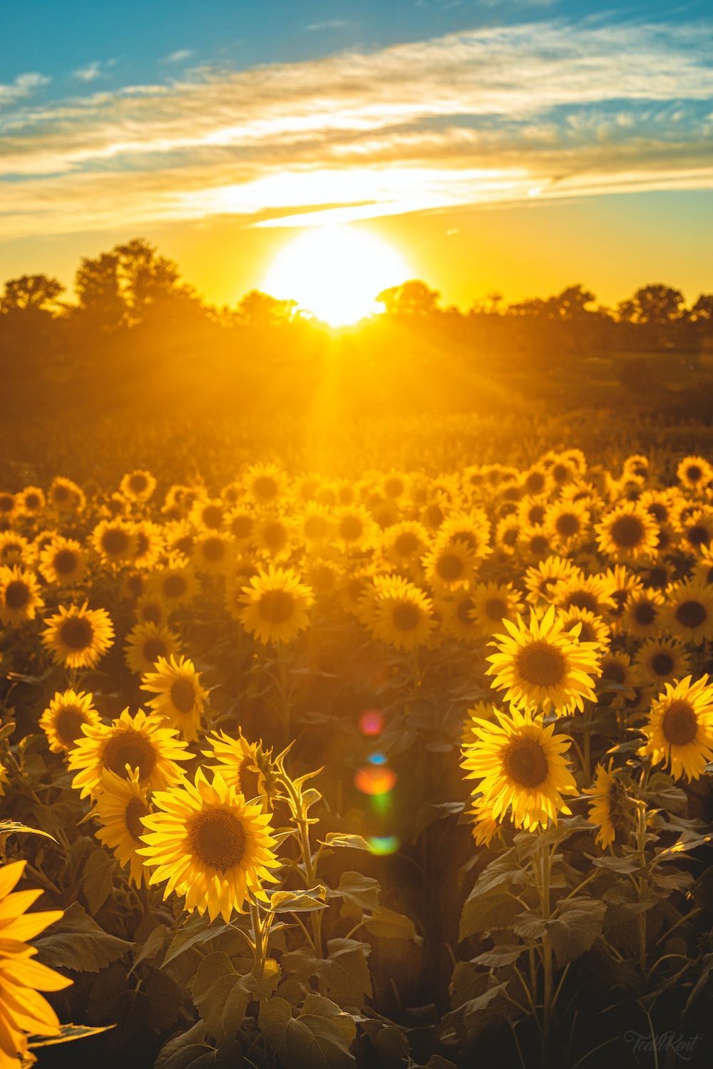 1000x1500 Sunflowers Picture [HD]. Download Free Image