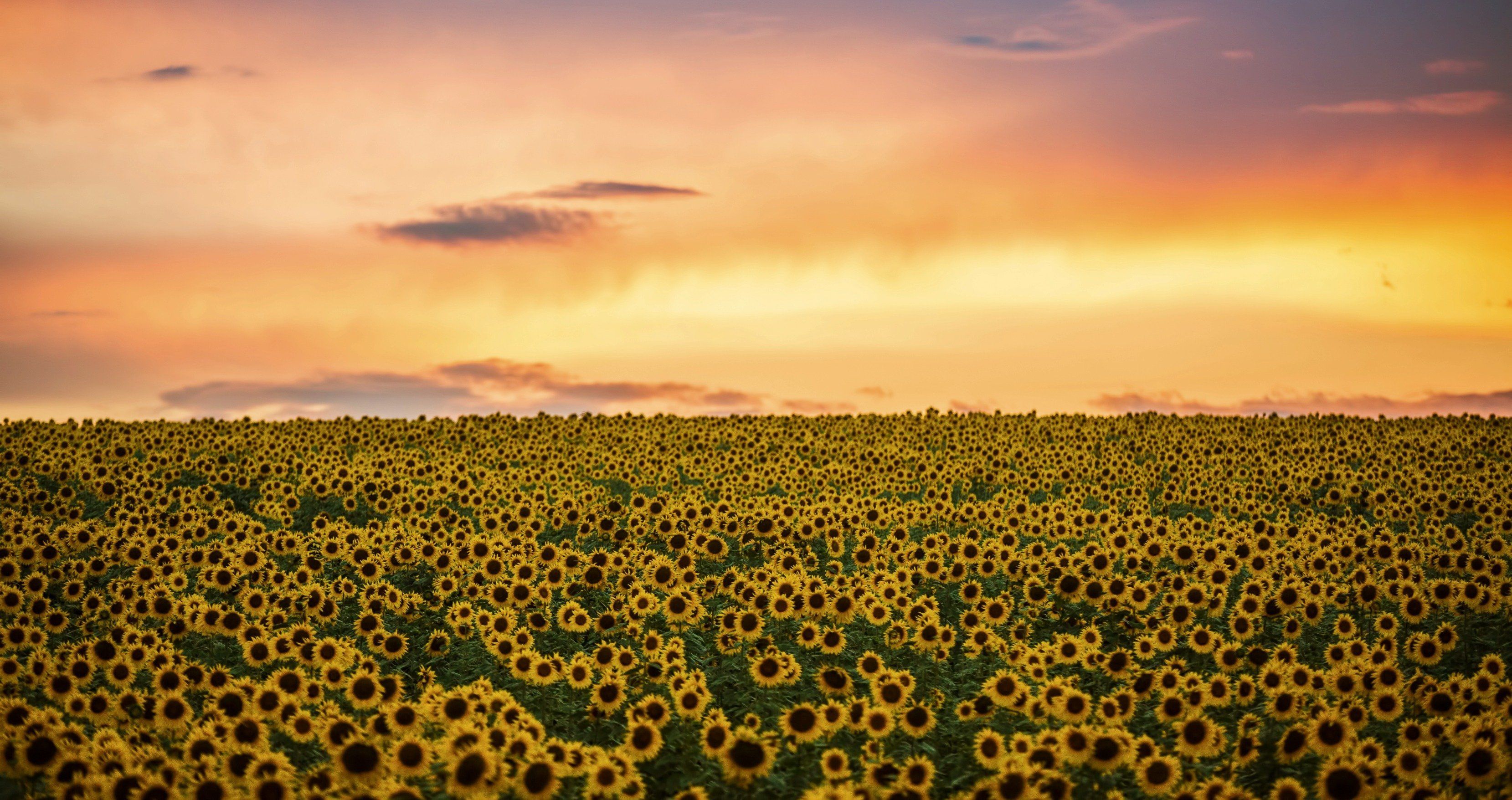3318x1756 Is Sunflower Oil Bad Or Good?