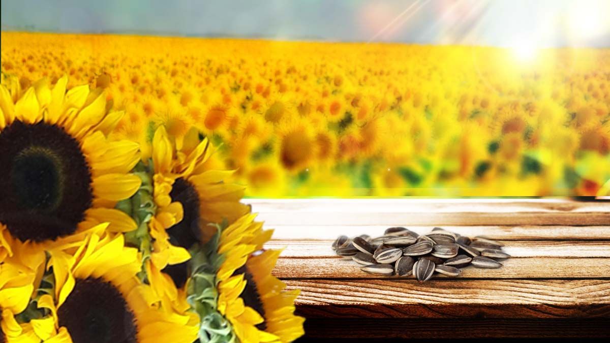 1200x675 Organic Sunflower Oil
