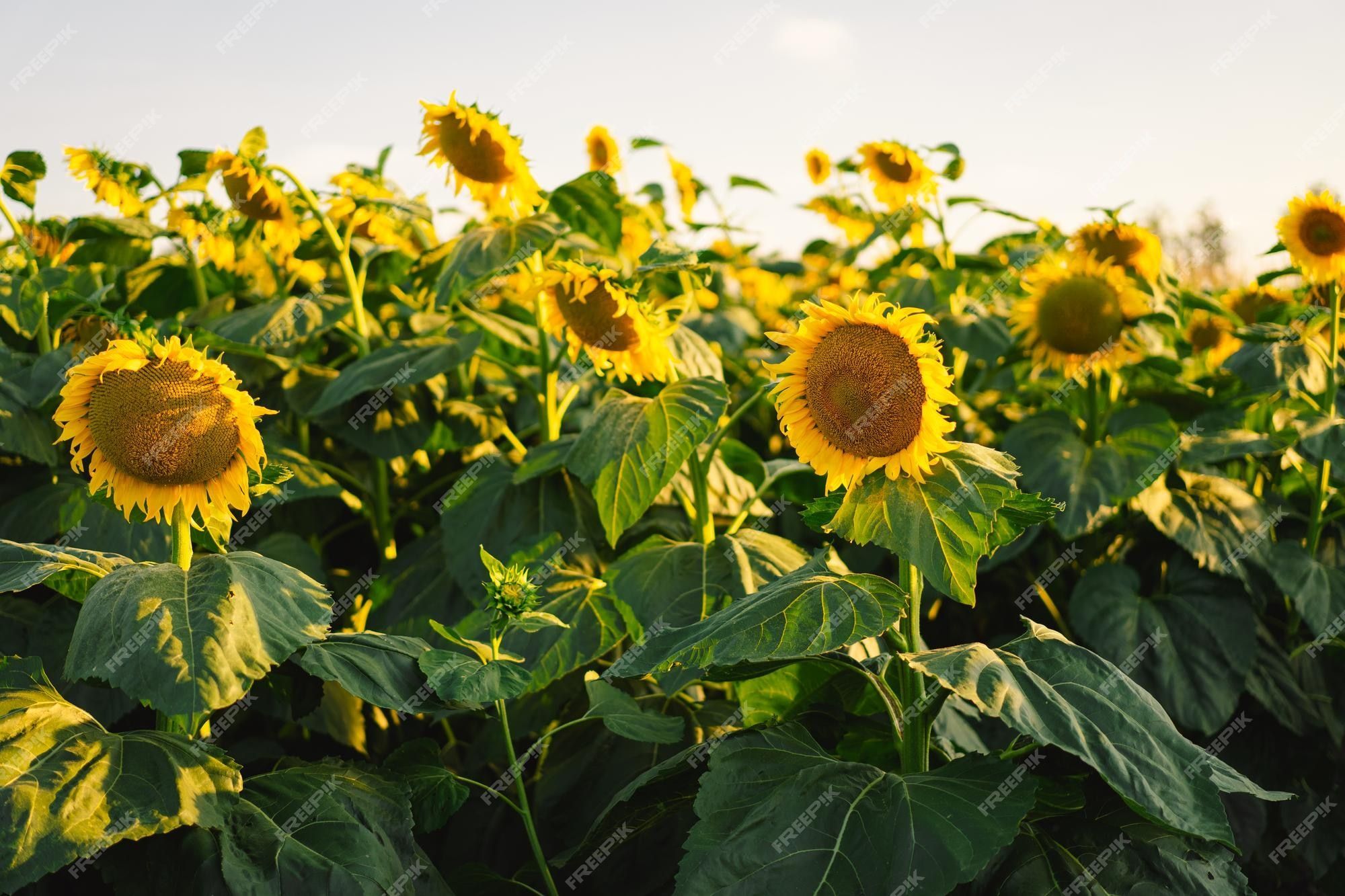 2000x1333 Premium Photo. Sunflower field agriculture harvest concept sunflower seeds vegetable oil wallpaper with sunflower