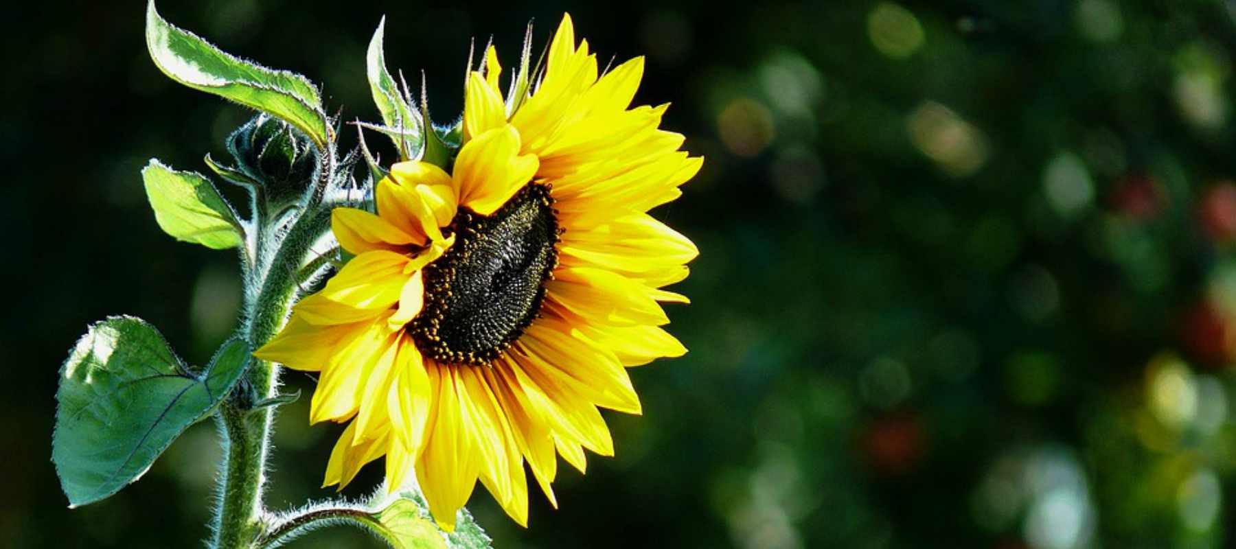 1800x800 Sunflower (Helianthus Annuus) Oil
