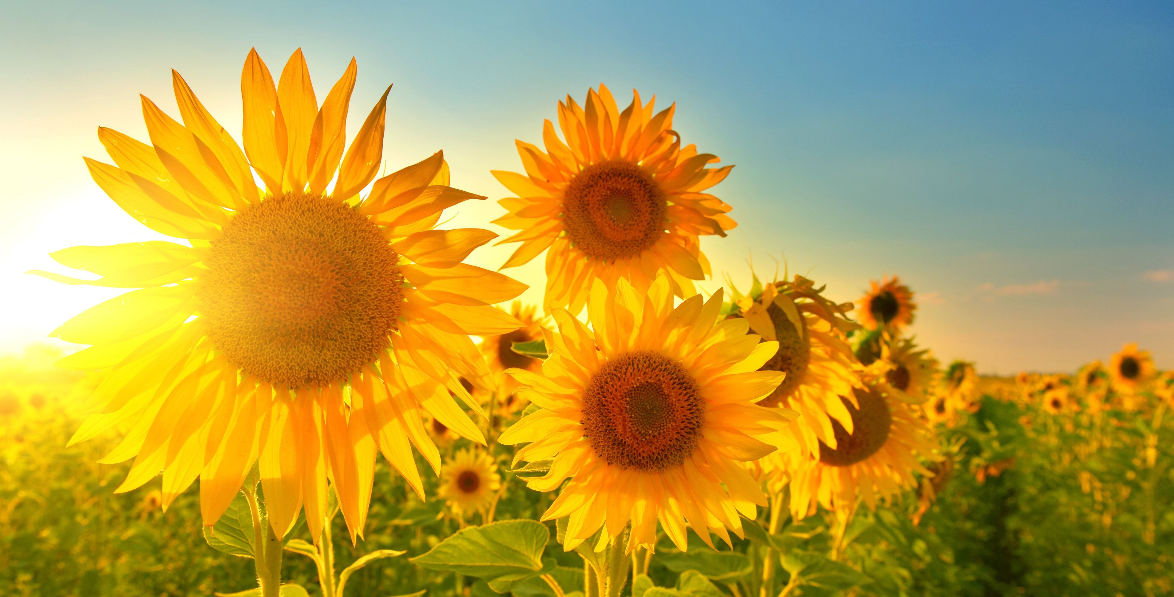 3920x1994 Spotlight On: The Sunflower. Planteria Group Blog