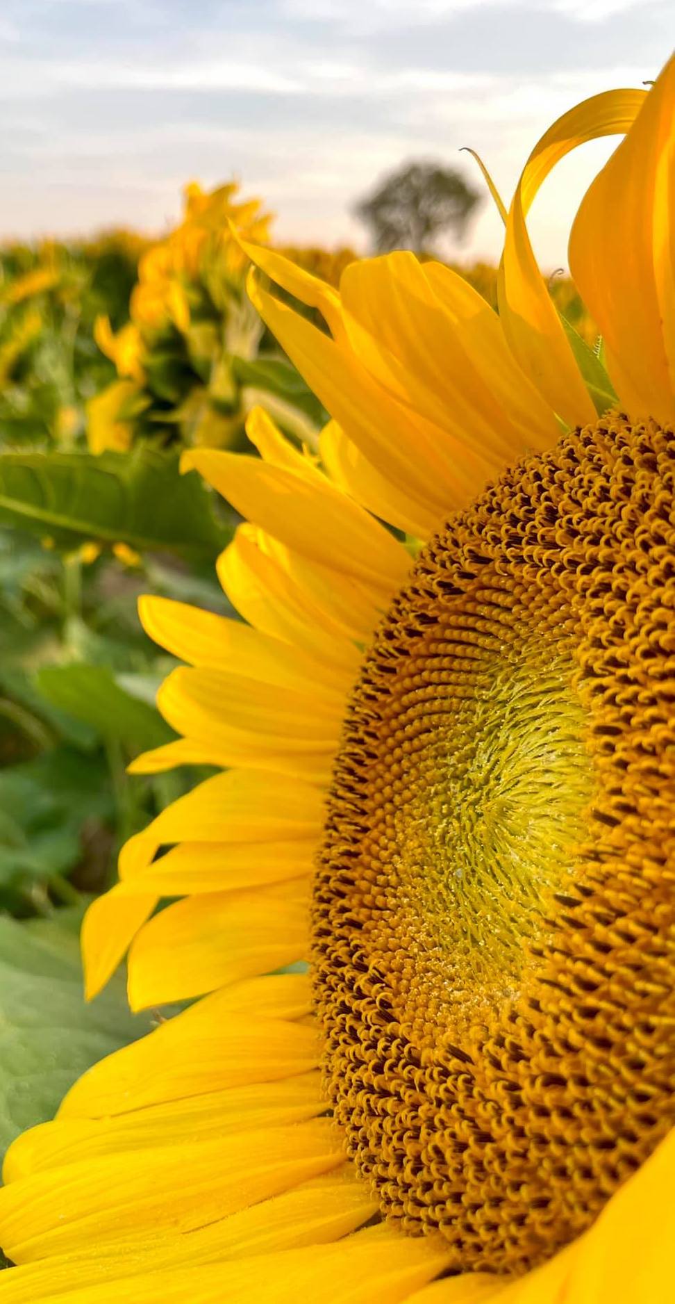 972x1876 Hannibal startup shines during sunflower oil shortage