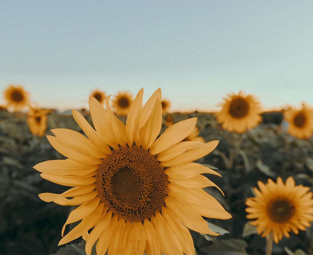 1080x880 Organic Sunflower Oil 900ml