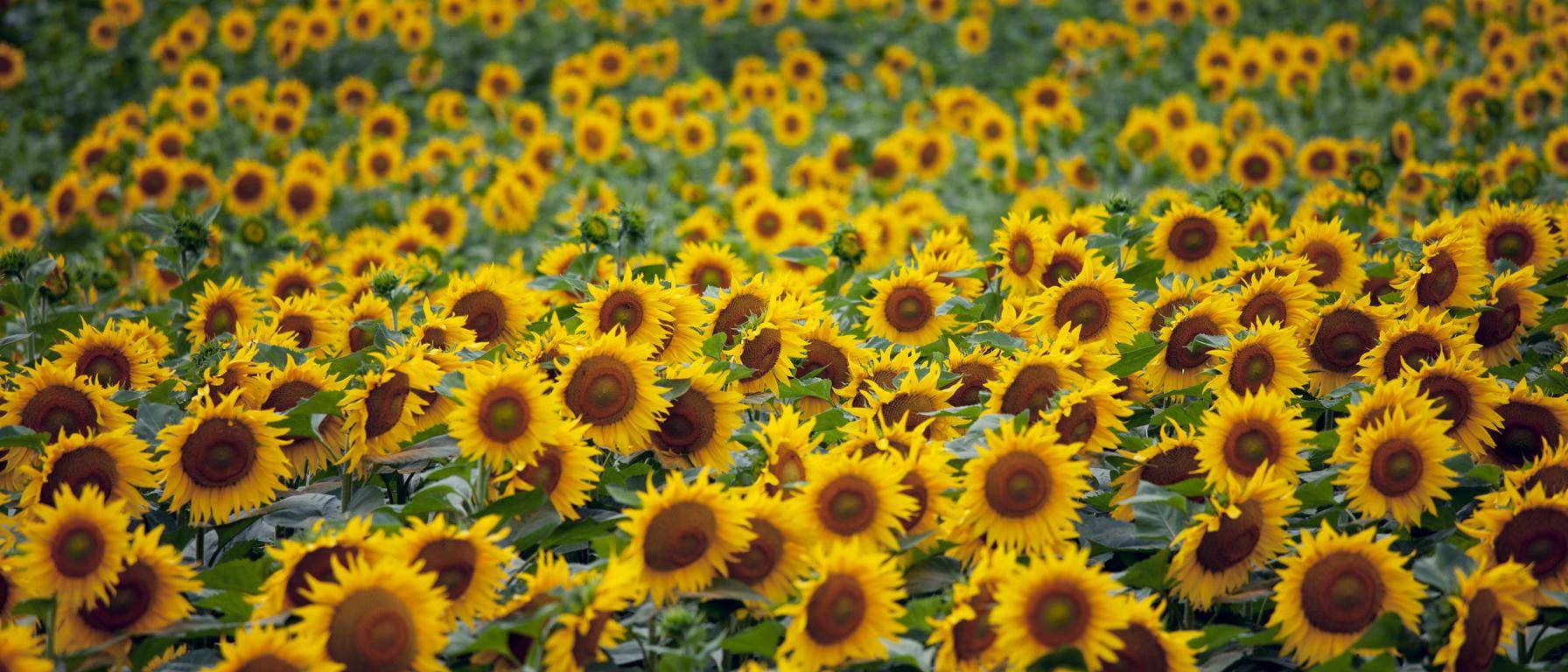 1792x768 Sunflower oil Trade Partnerships