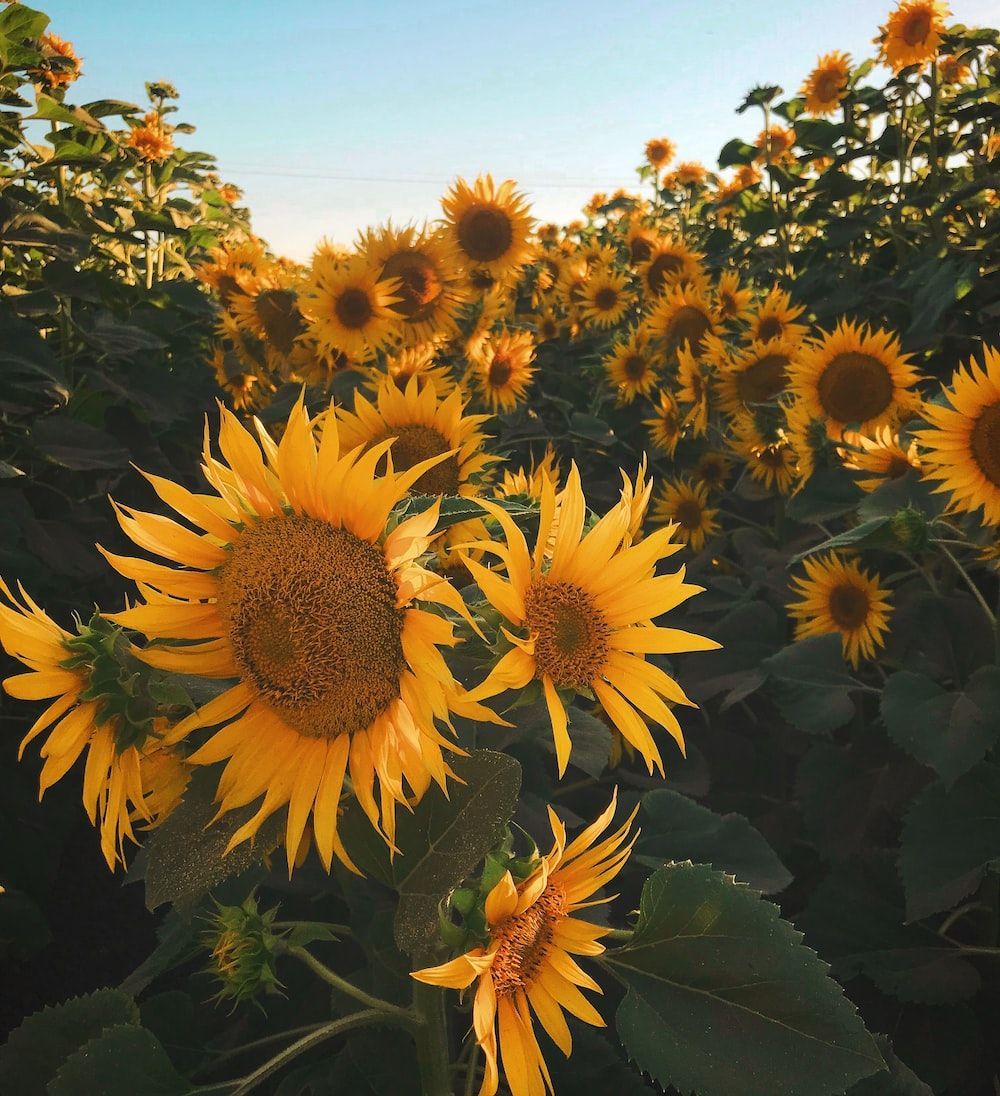 1000x1096 Download Free Sunflower Background Picture [HD]
